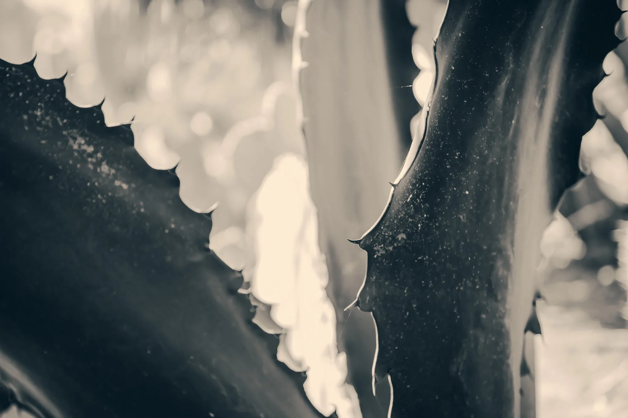 Close-up of an aloe vera plant with thick, spiky leaves covered in small white spots.
