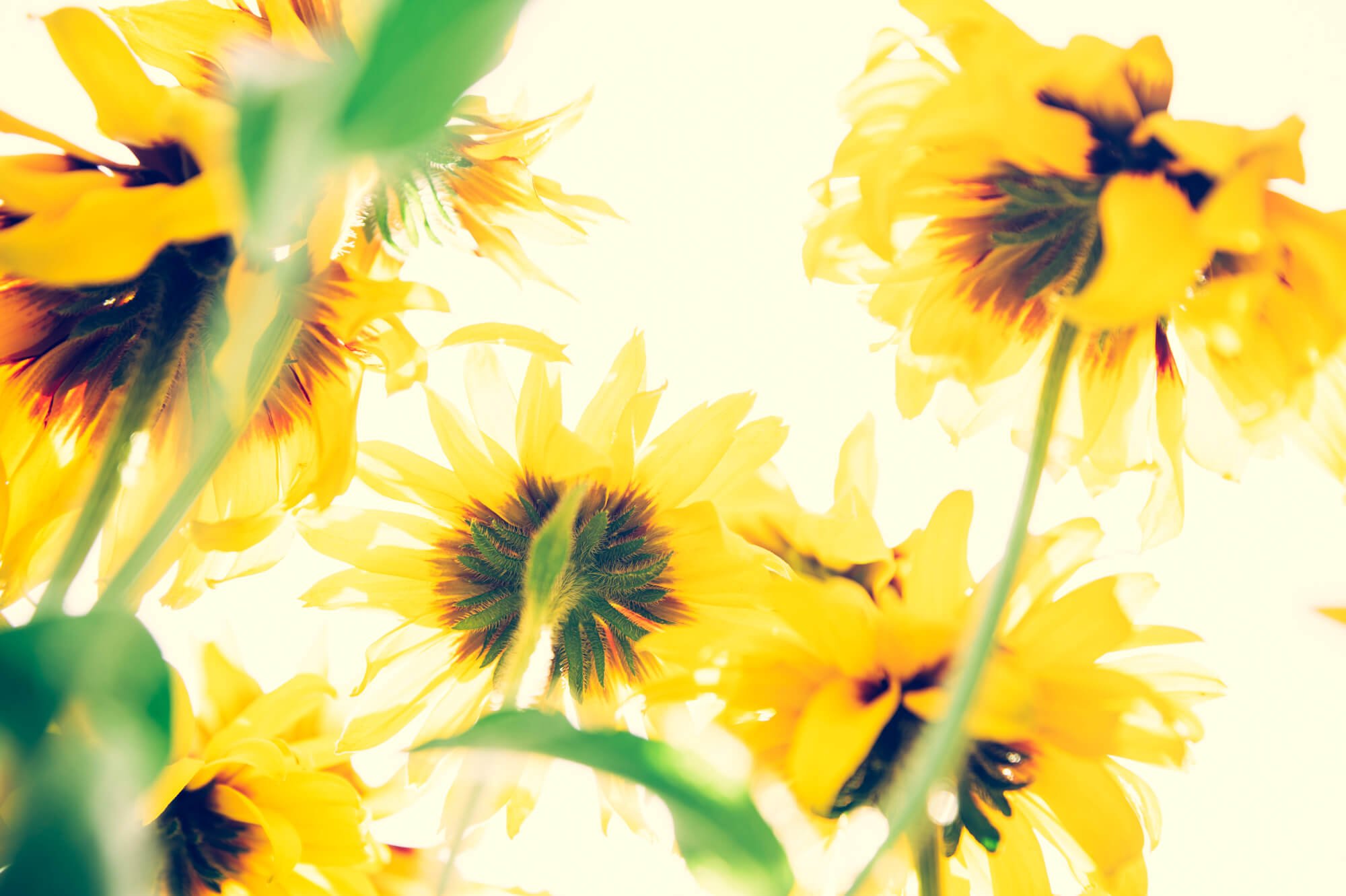 Close-up of yellow sunflowers from below, with bright background light.