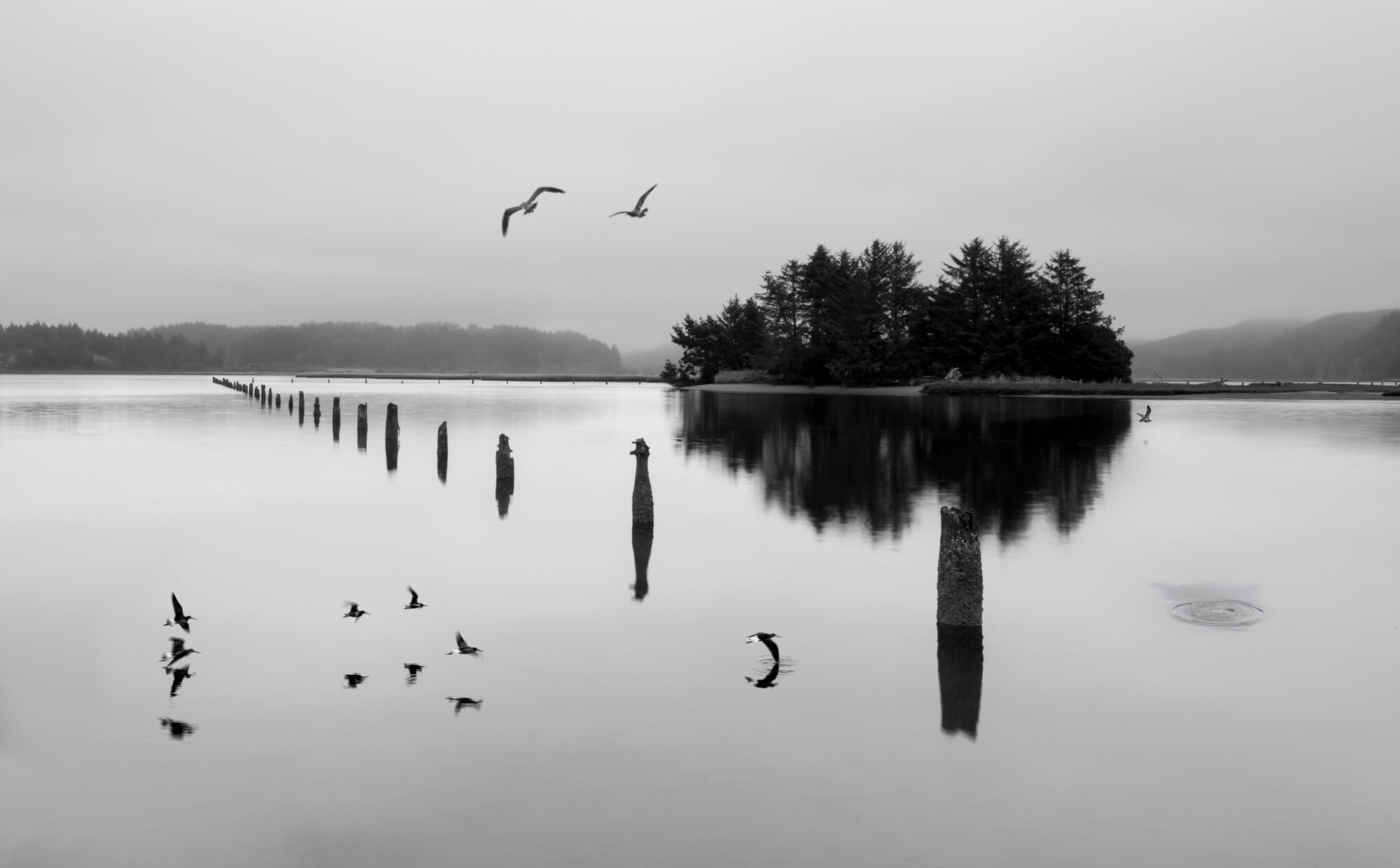 Siuslaw River with birds in landscape
