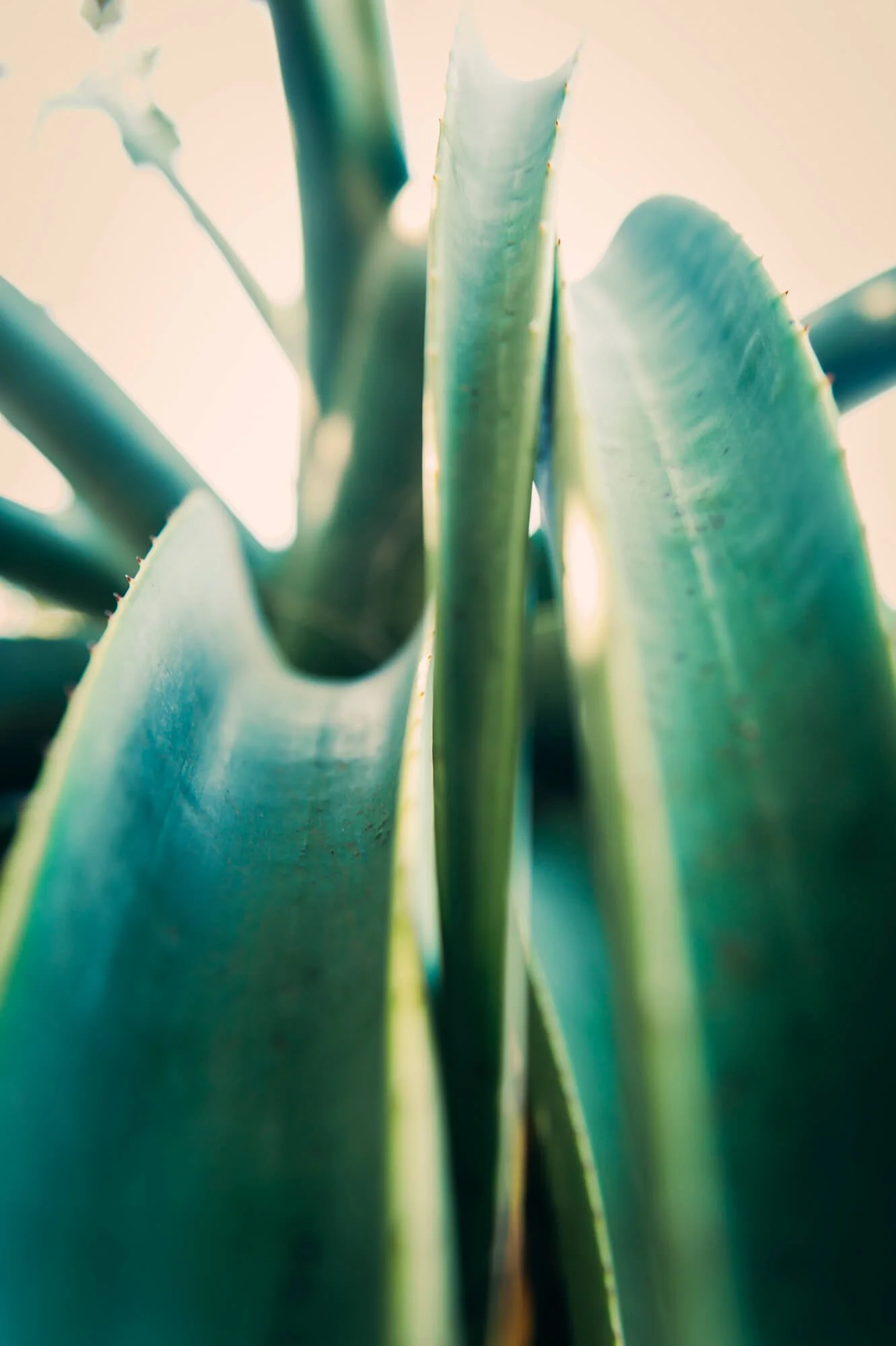 Close-up of green aloe vera leaves with a soft background.