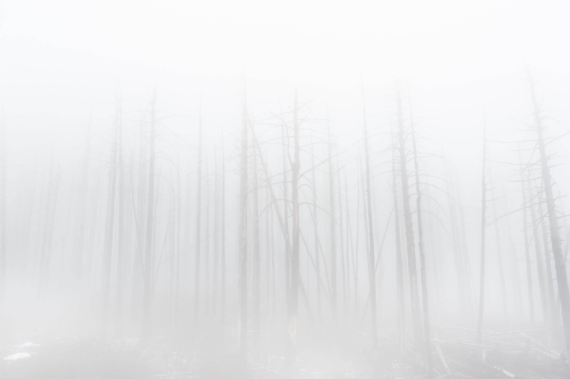 Cleveland National Forest