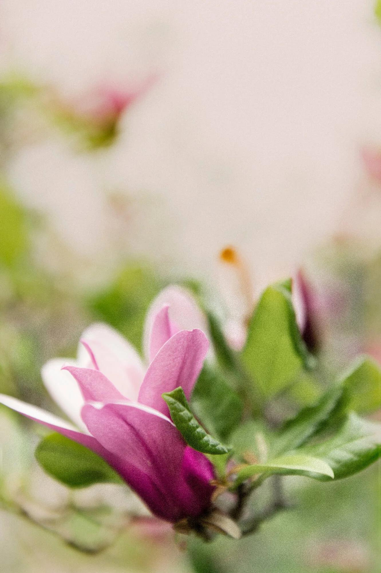 Close-up of pink and white flower with green leaves on a blurred background.