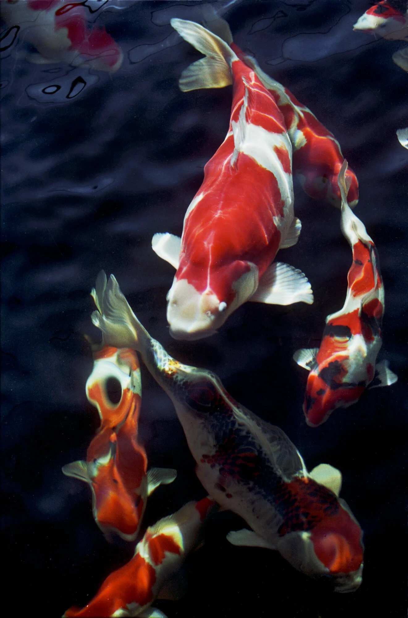 Colorful koi fish swimming in dark pond water.