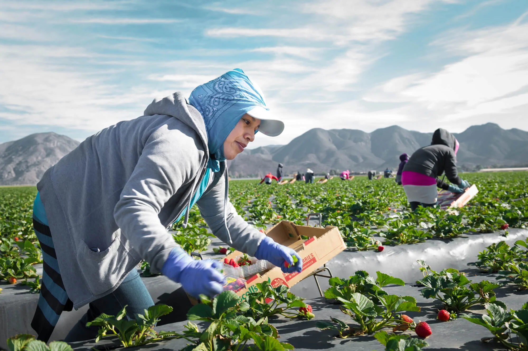 Agricultural worker picking strawberries in Ventura, CA. For  Kaiser Foundation
