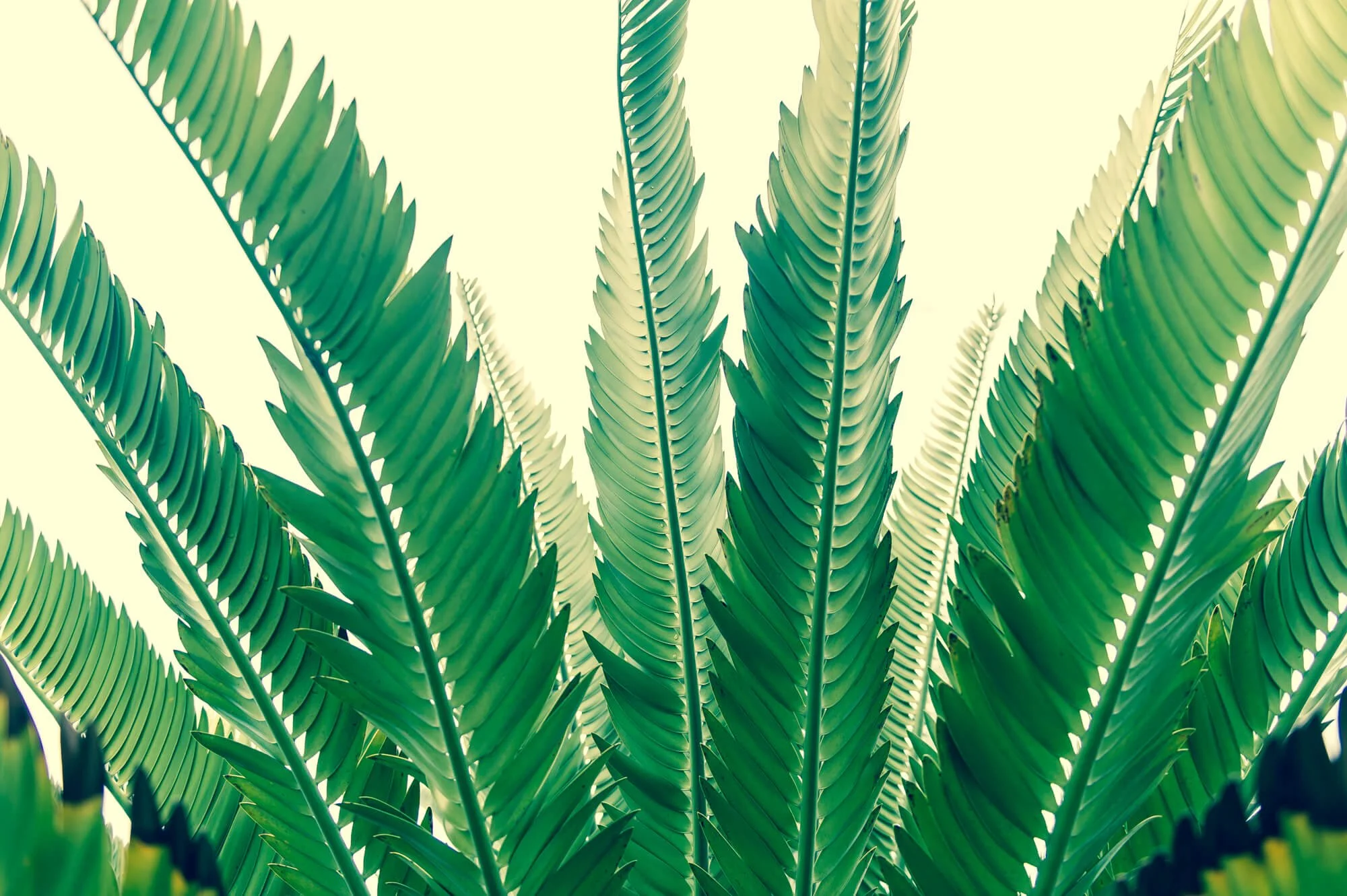 Close-up of multiple green fern leaves overlapping against a light background.