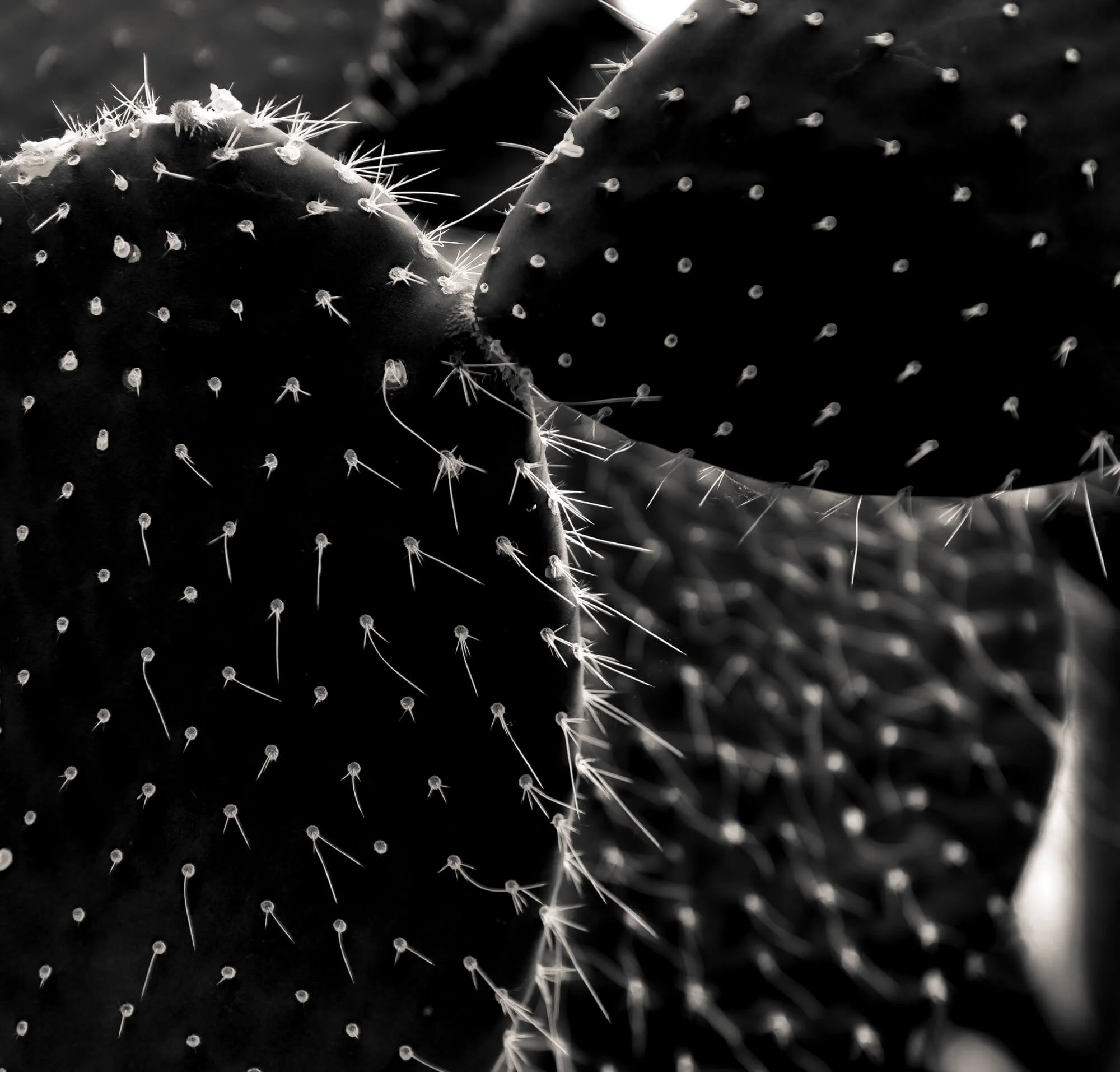 Close-up of cactus paddles with sharp spines and small white dots in black and white.
