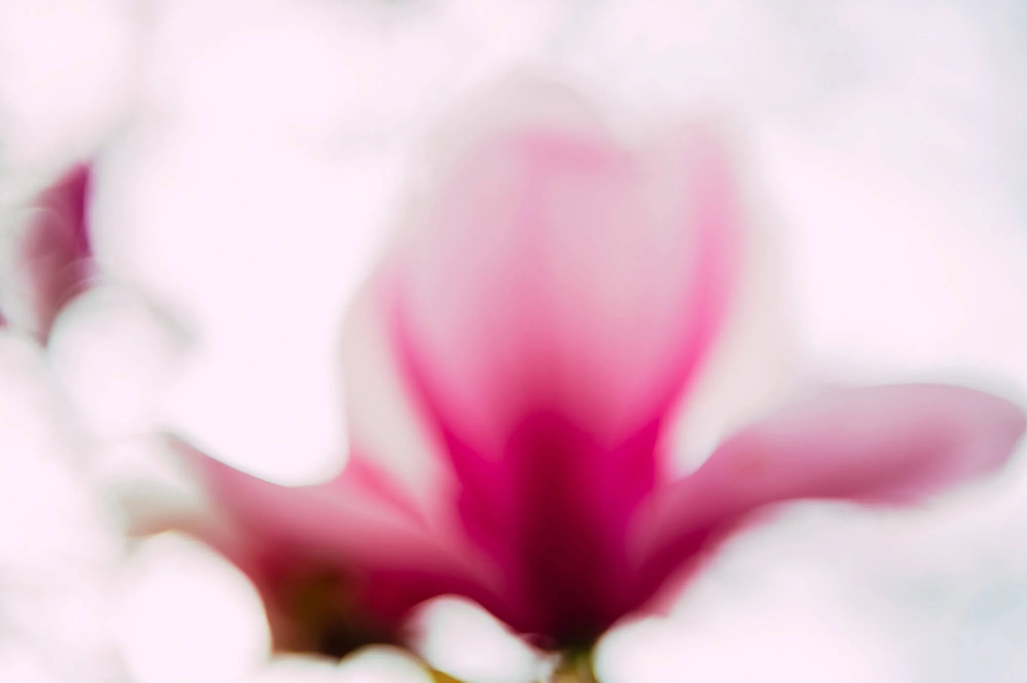 Close-up of a pink and white flower with blurred background.