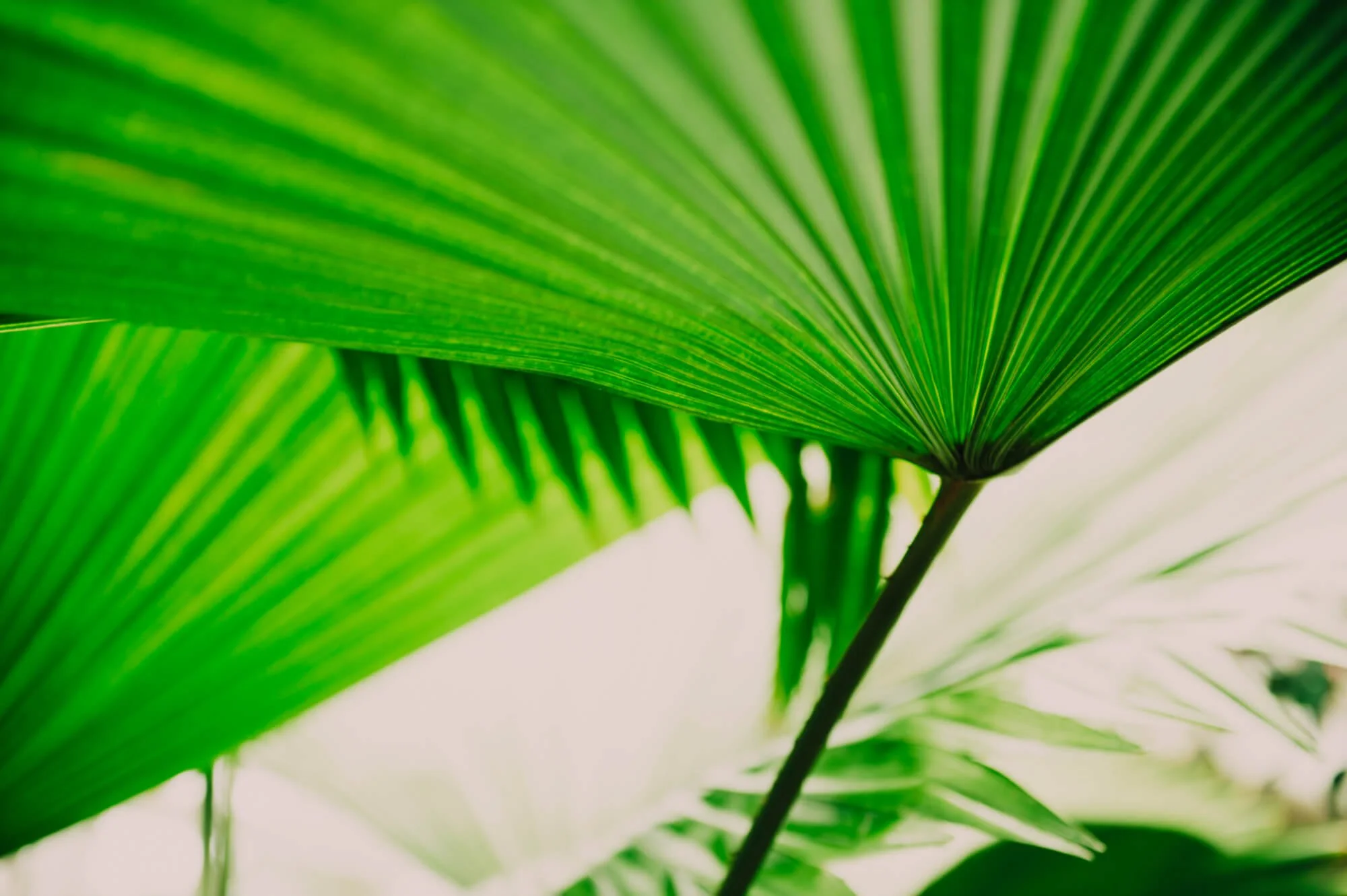 Close-up of bright green palm leaves with prominent veins