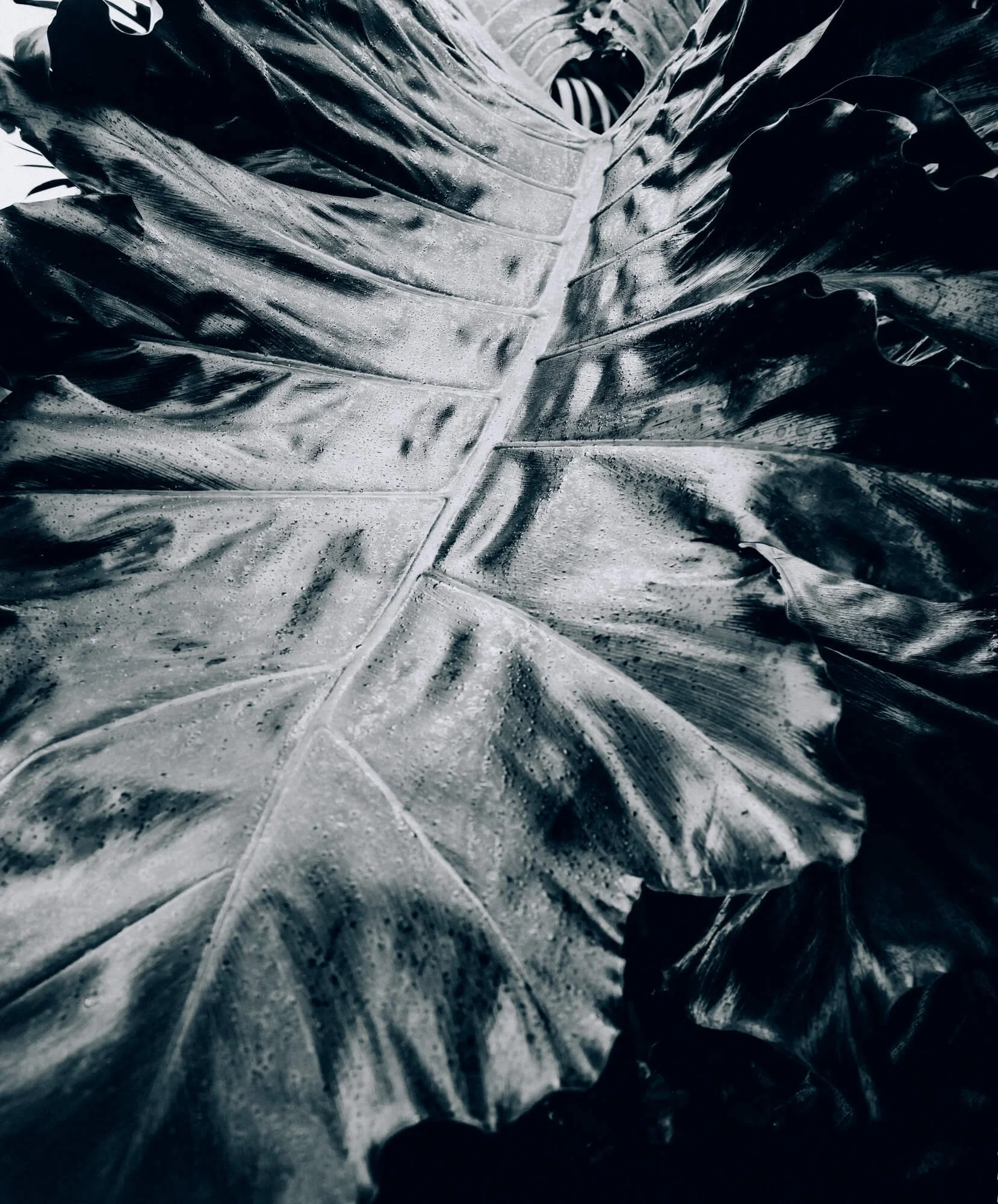 Close-up of a large tropical leaf with water droplets on its surface in black and white.