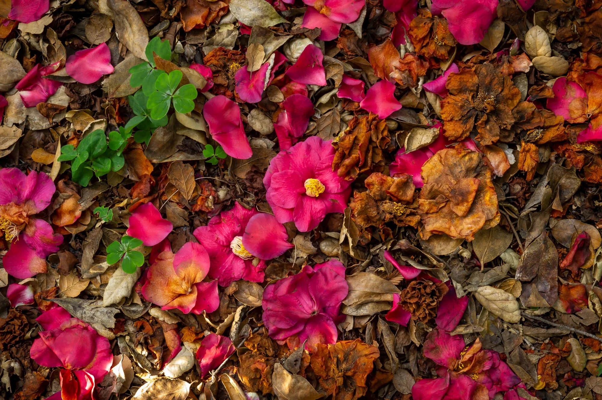 Dried brown leaves and wilted flowers on the ground with some pink flower petals and a green plant in the center.