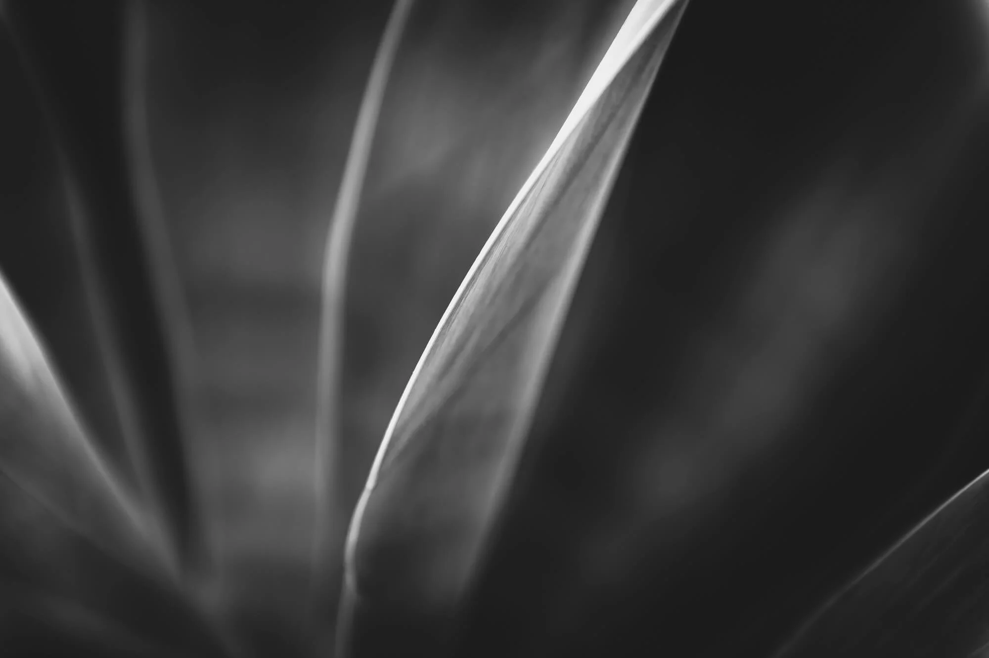 Close-up black and white photograph of plant leaves with smooth surfaces and subtle lighting highlights.