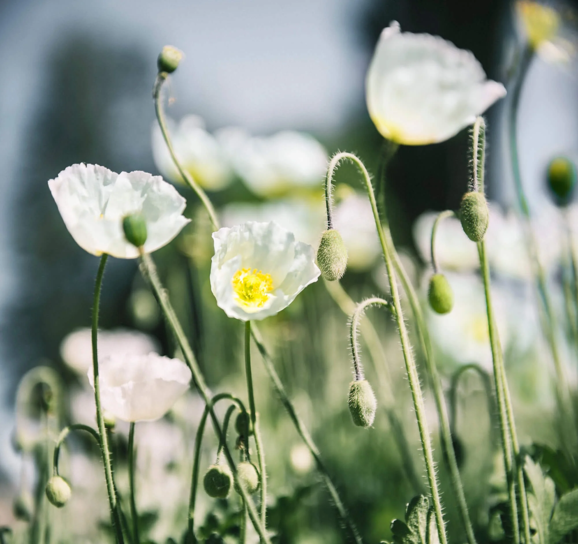 Close-up of white poppy flowers with yellow centers, green stems, and buds.