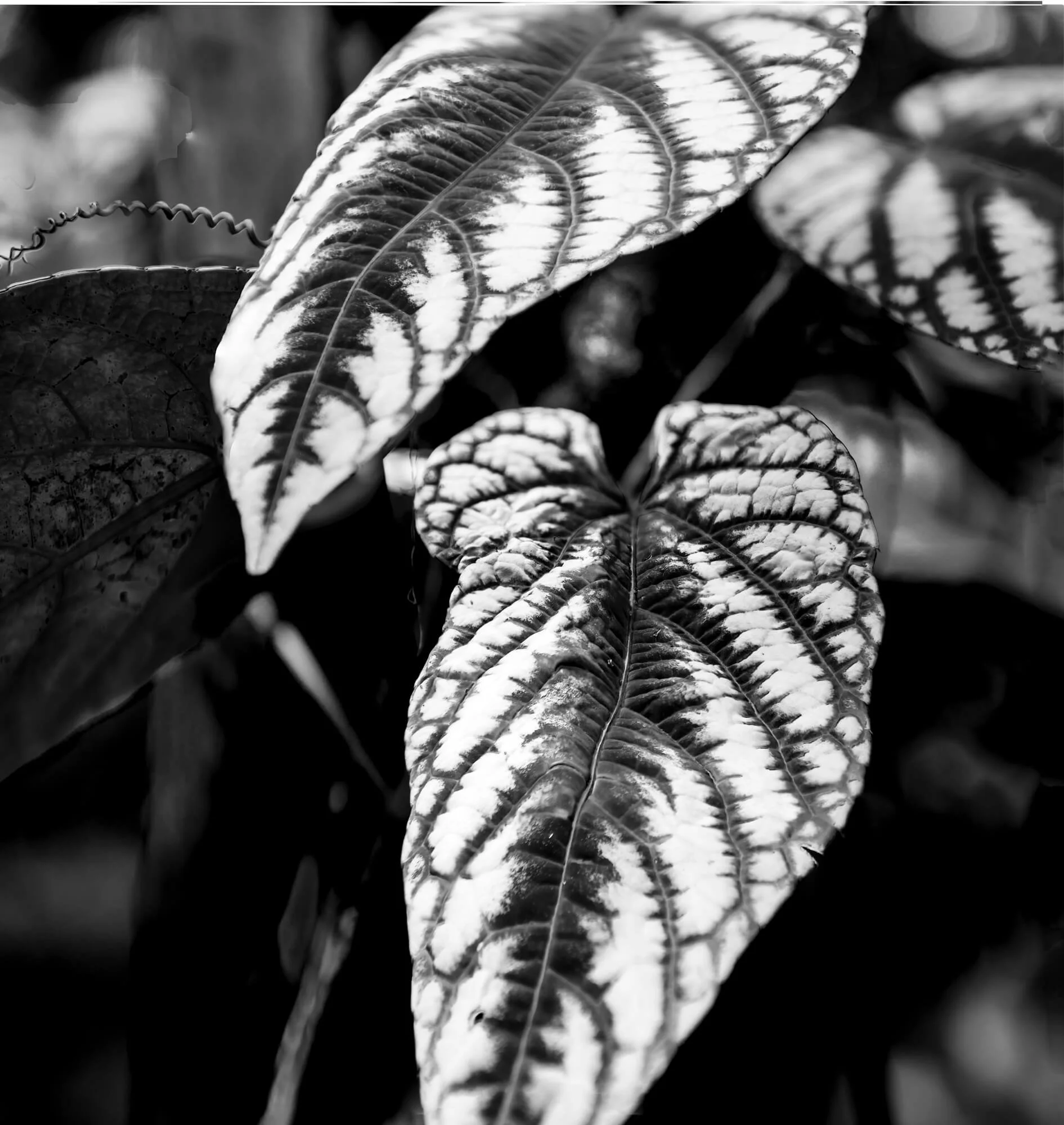 Close-up of large patterned leaves with prominent veins in black and white.