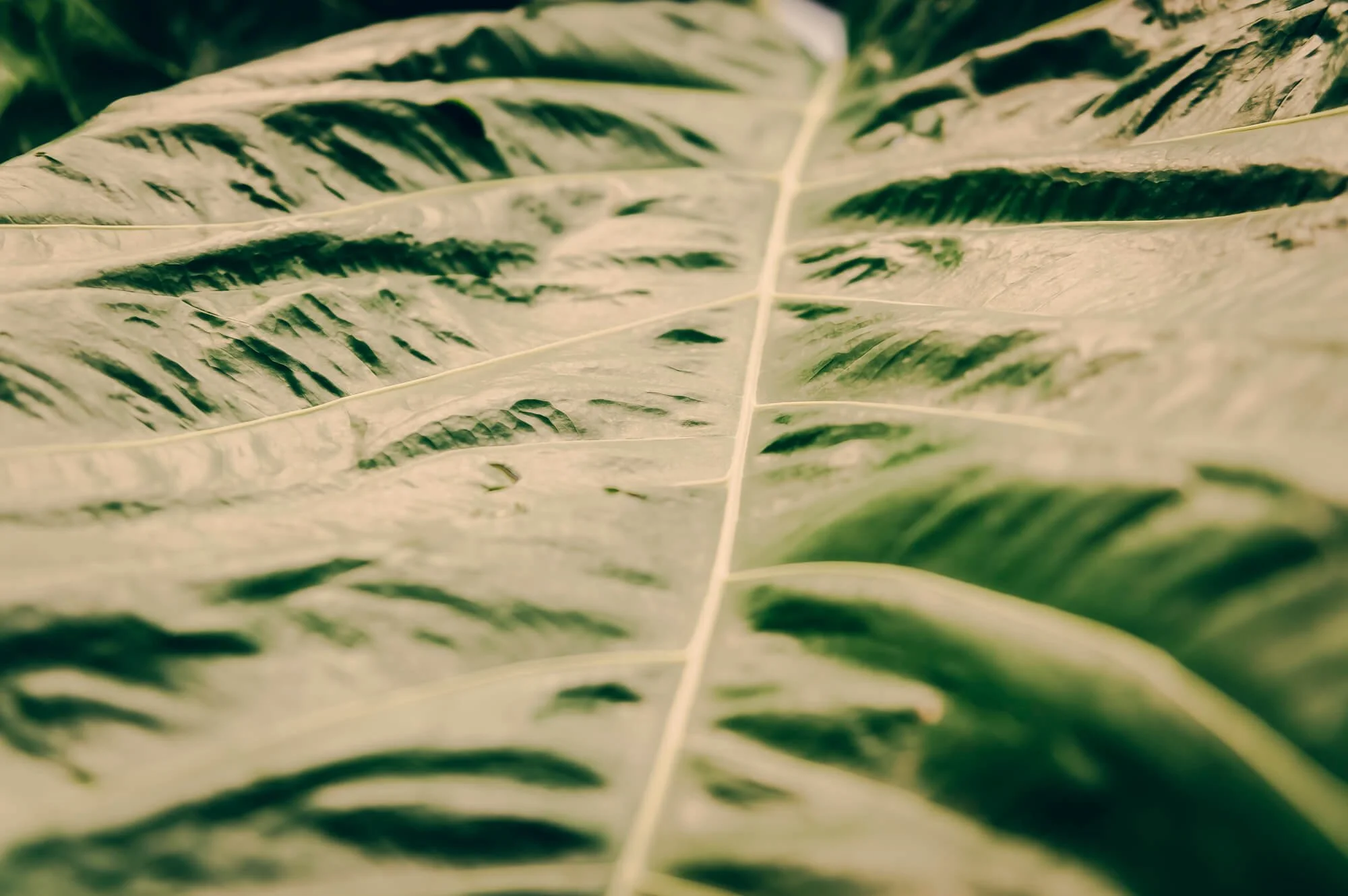 Close-up of a patterned green leaf with prominent veins and white streaks.