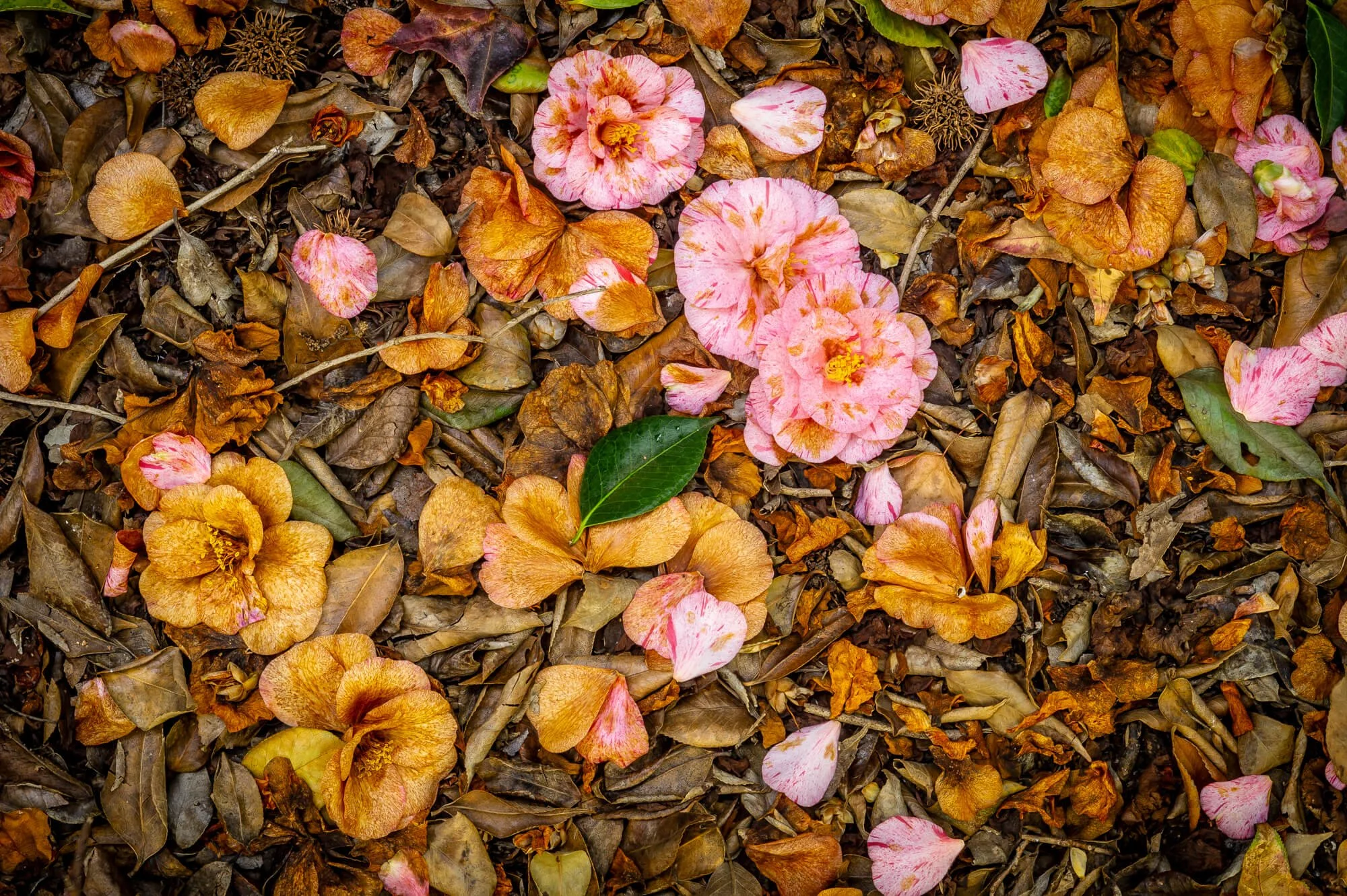 Fallen pink and yellow flowers, green leaves, and dry brown leaves scattered on the ground.