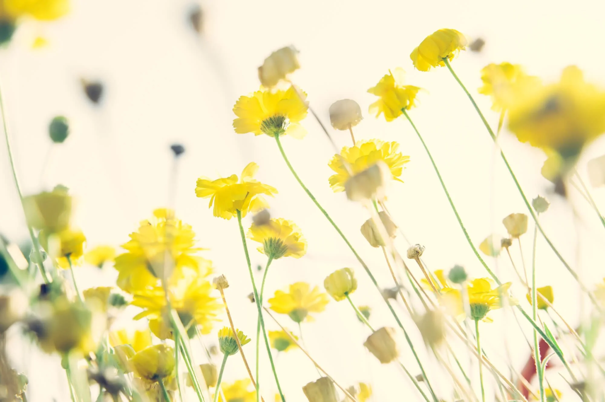 Close-up of yellow and white flowers against bright sunlight.