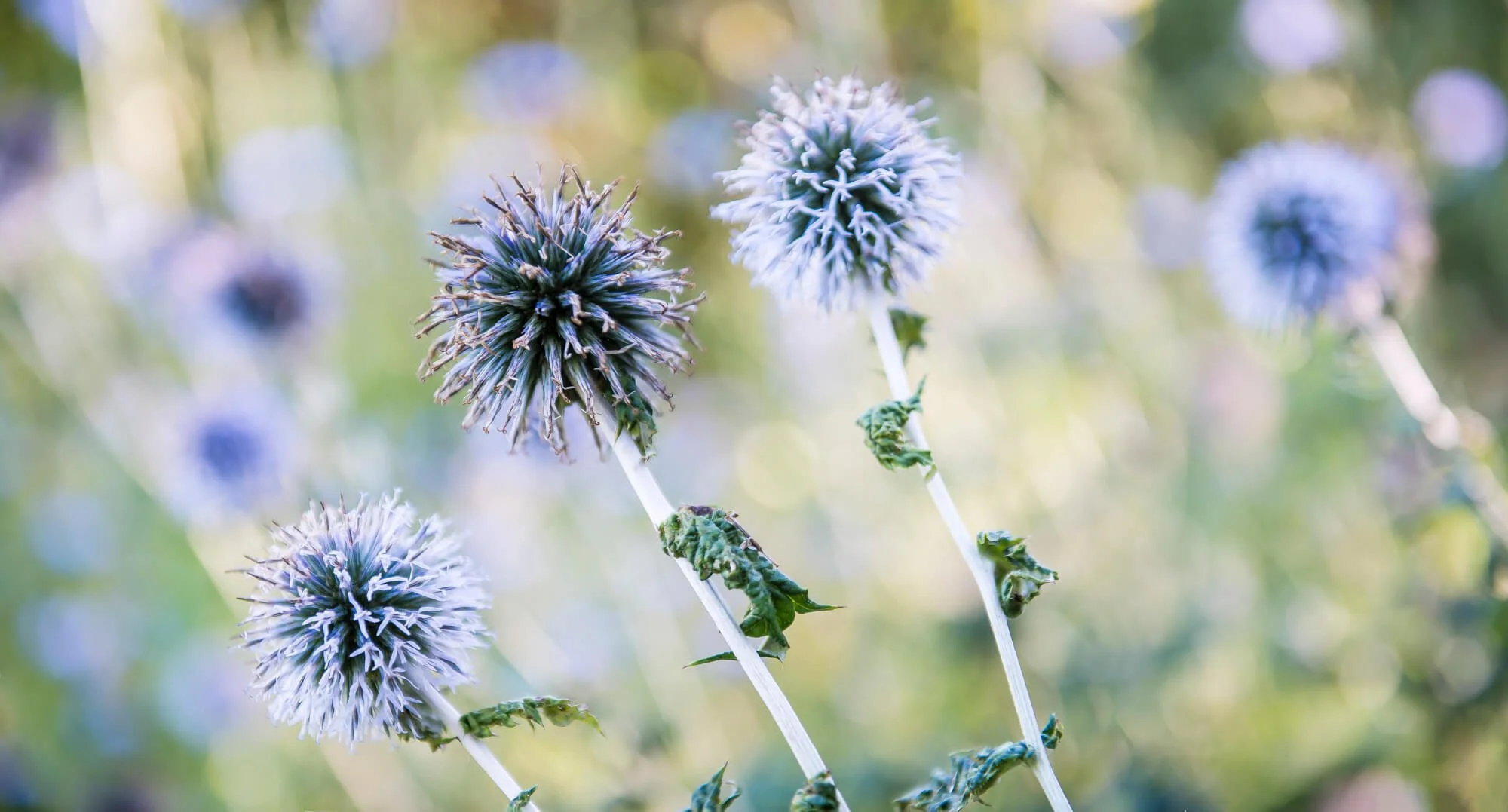 Close-up of purple and white globe thistle flowers on tall stems in a garden, with a blurred green background.