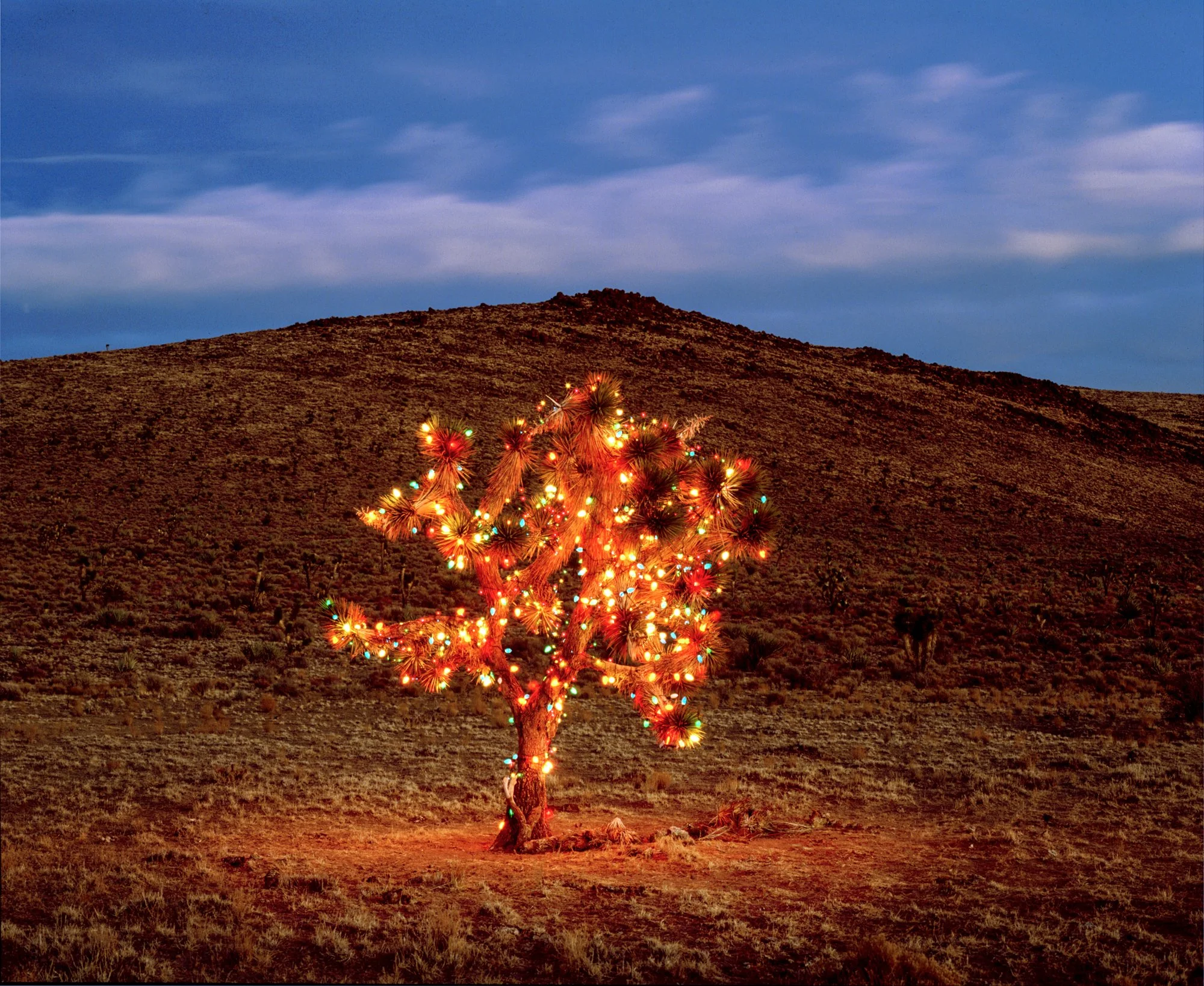 A desert landscape at dusk with a single Joshua tree decorated with colorful Christmas lights, contrasted against a background of rolling hills and a partly cloudy sky.