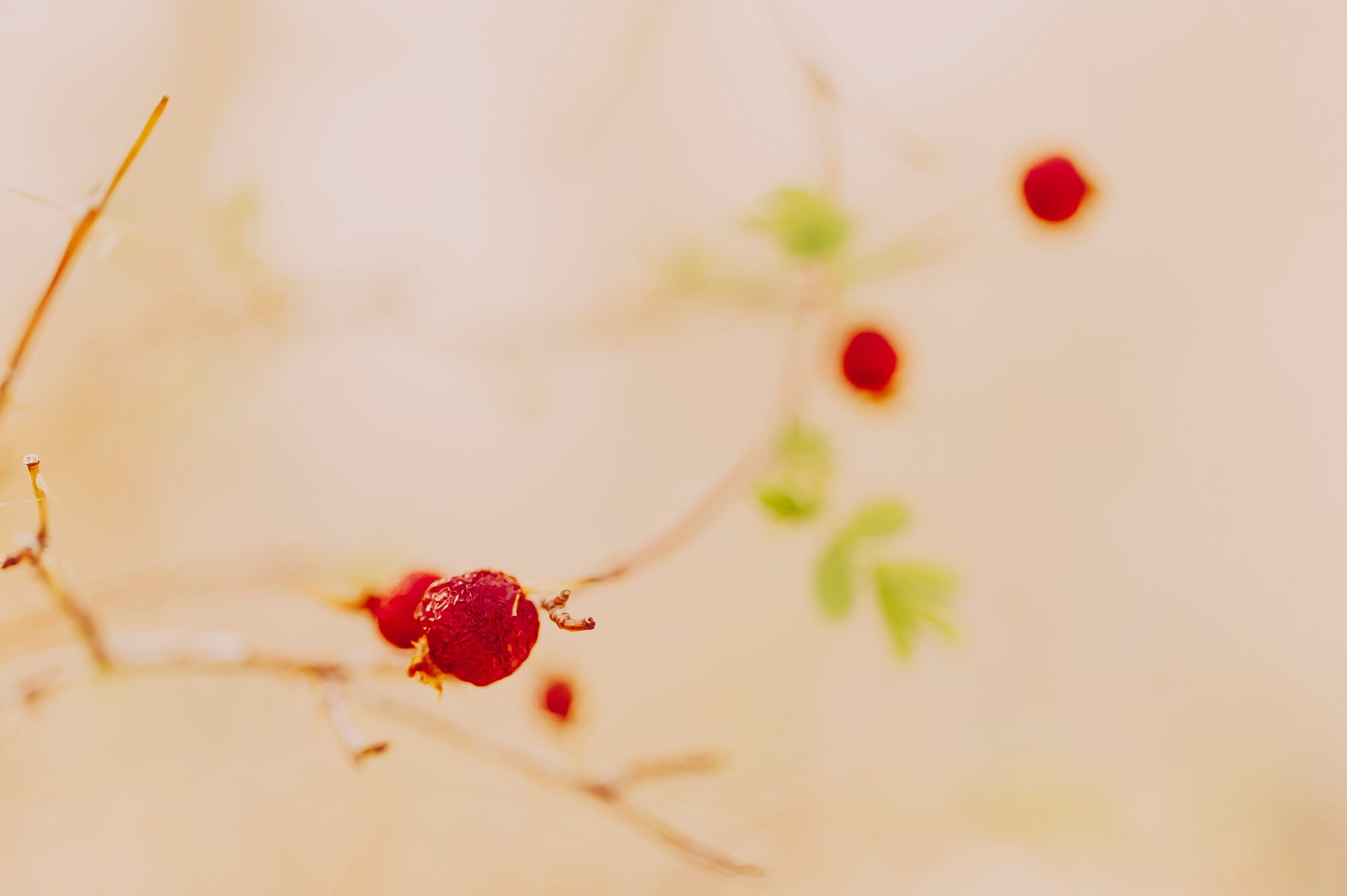 Boxthorn Berries, Inyo Mountains, CA