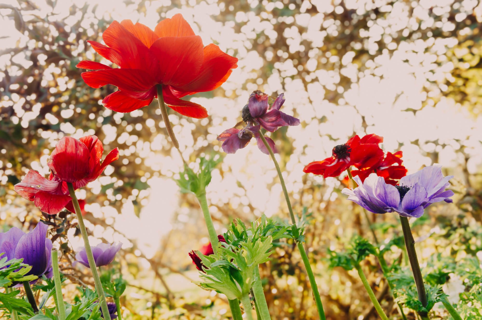 Colorful flowers, including red, purple, and orange blooms, set against a bright background of sunlight filtering through trees.