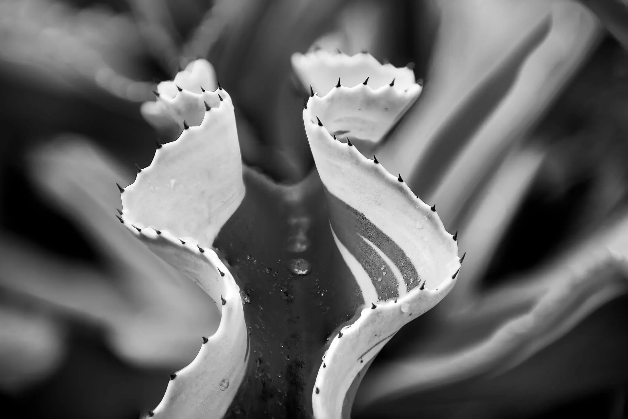 Close-up of an aloe vera plant with thick, jagged leaves that have small, dark spines along the edges, in black and white.