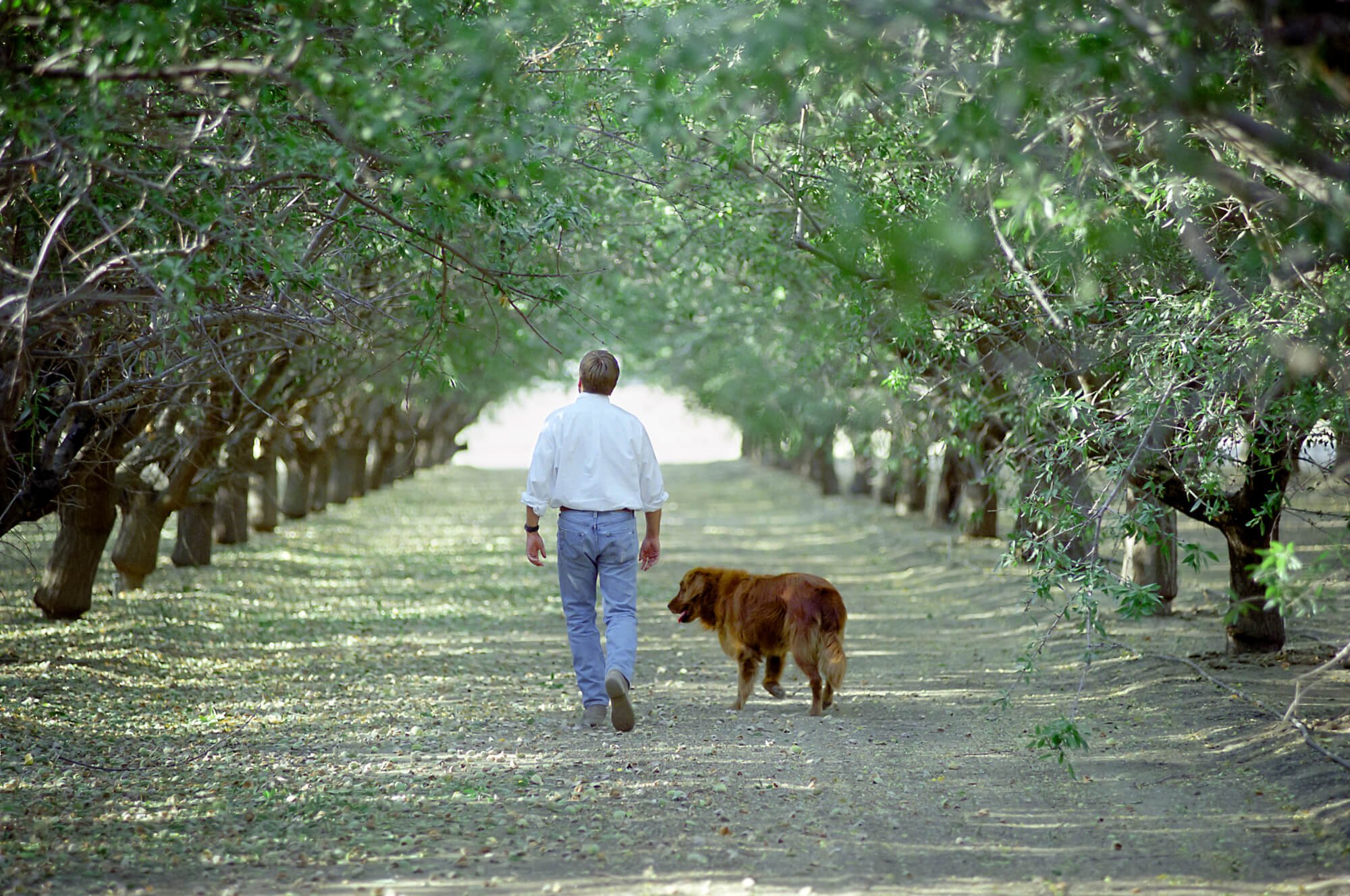 Farmer walking through an almond orchard in California's Central Valley