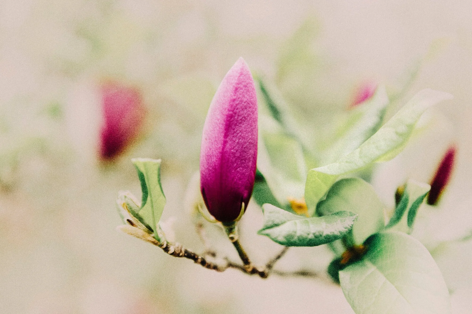 Close-up of a pink magnolia flower bud surrounded by green leaves.