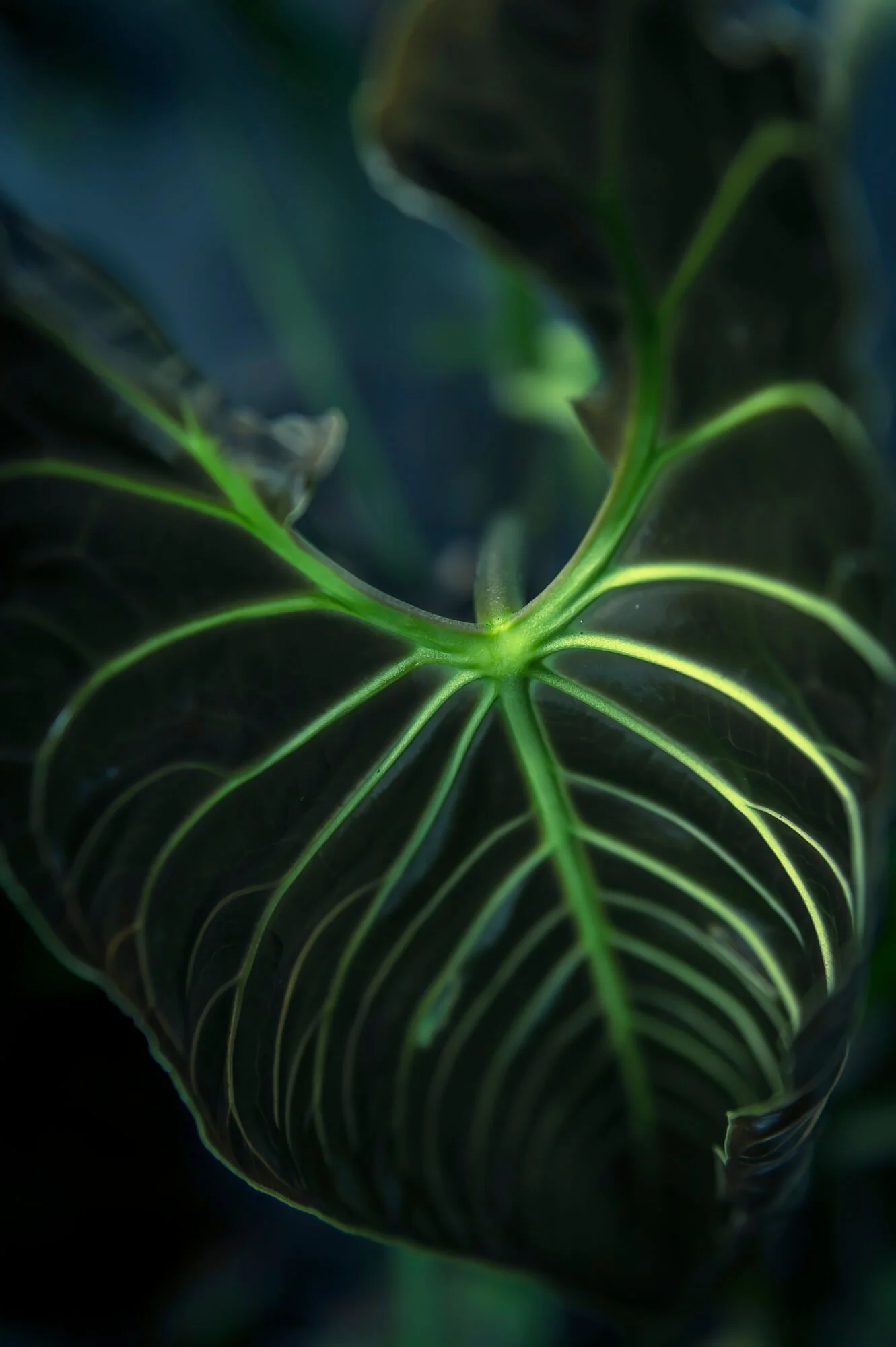 Close-up of a dark green leaf with prominent, vibrant green veins.
