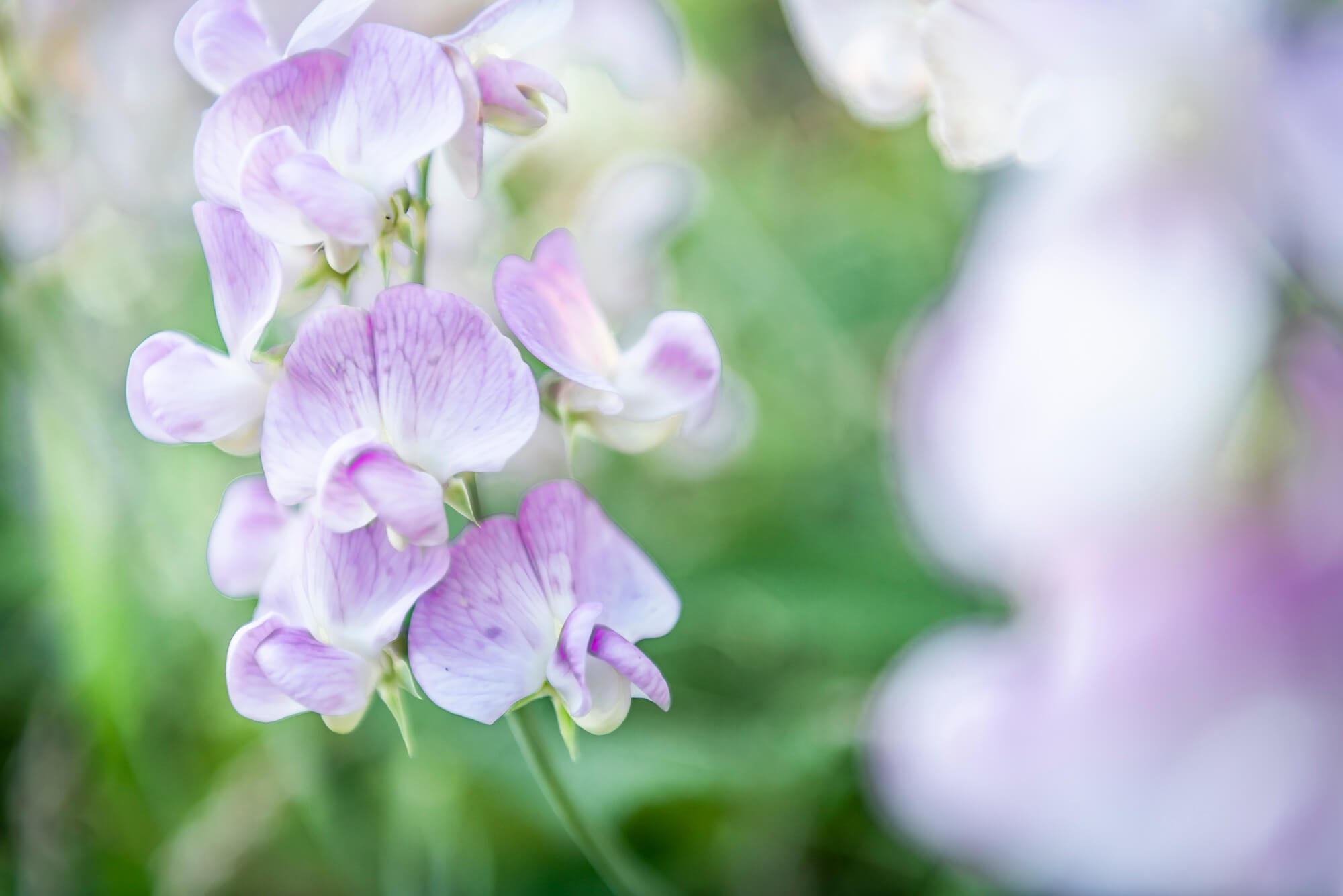 Close-up of light purple and white flowers with green and blurred background