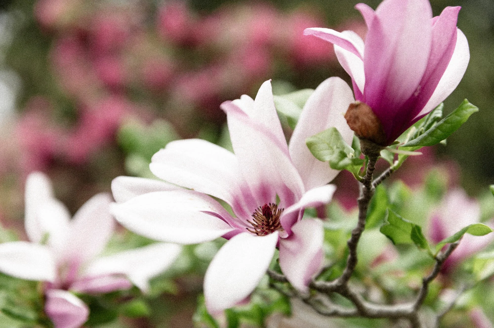 Close-up of pink and white magnolia flowers blooming on a tree branch, with blurred background.