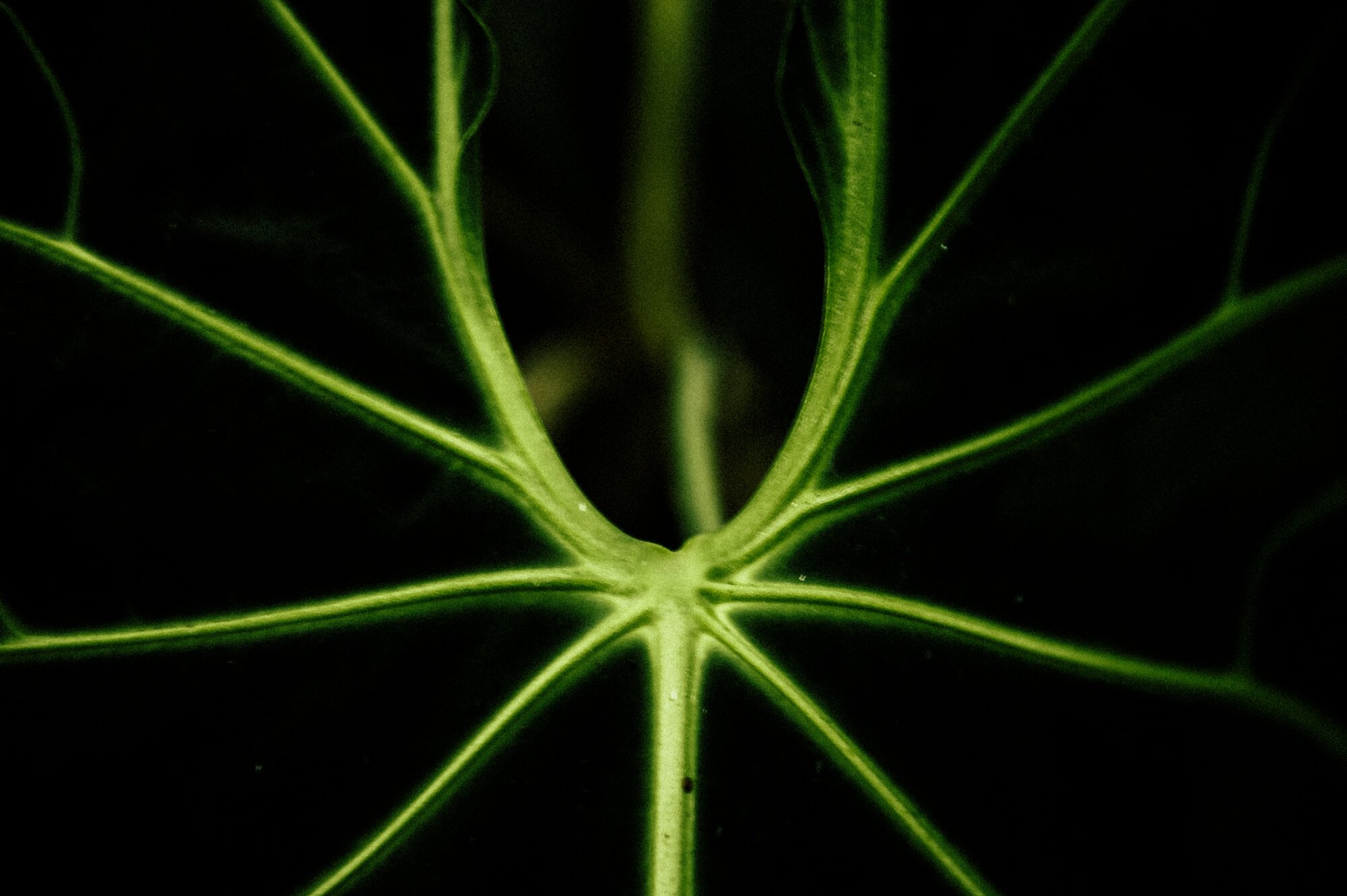 Close-up of the underside of a dark green leaf revealing prominent vein structure.