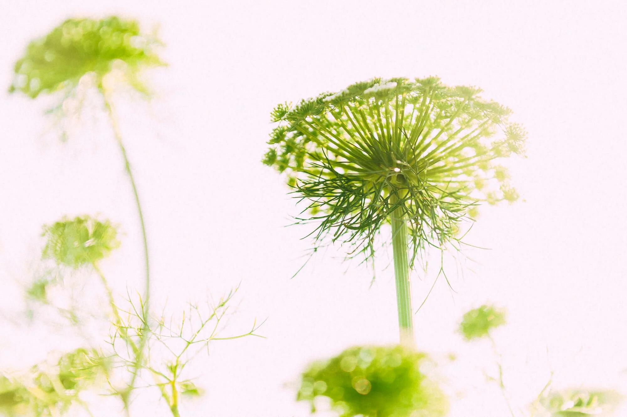 Close-up of a green umbrella-shaped flowering plant with a tall, slender stem and radiating seed head, with blurred similar plants in the background.