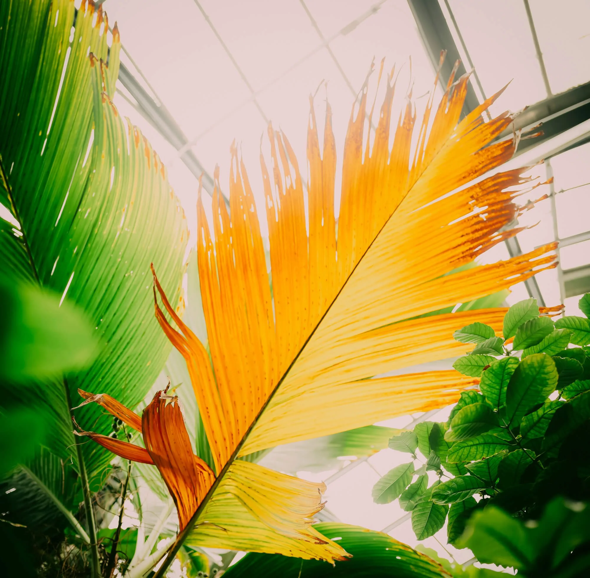 Close-up of a large, partially yellow and orange leaf, surrounded by green leaves, in a greenhouse.