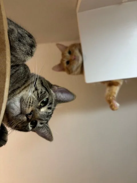 Tom & Jerry - Shelves