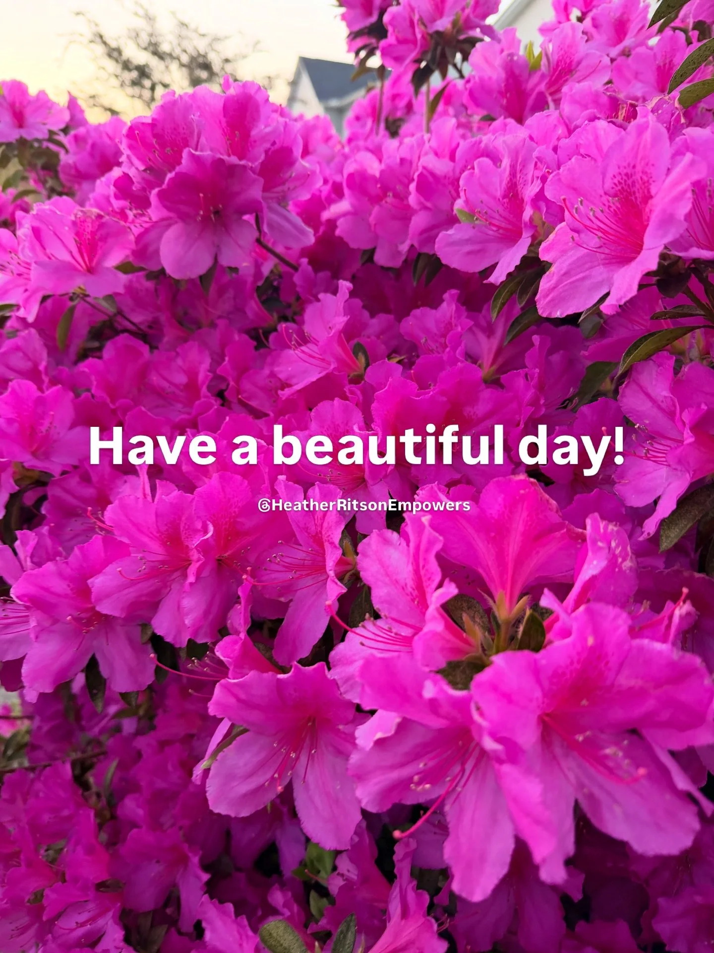 Good morning, friends! 
Flowers are in full bloom here in Charleston 😍
And every season, I fall in love with them all over again 🥰

Send this to your bestie that you haven&rsquo;t said hi to in minute! 🫶

#spring #flowers #growwhereyoureplanted #s