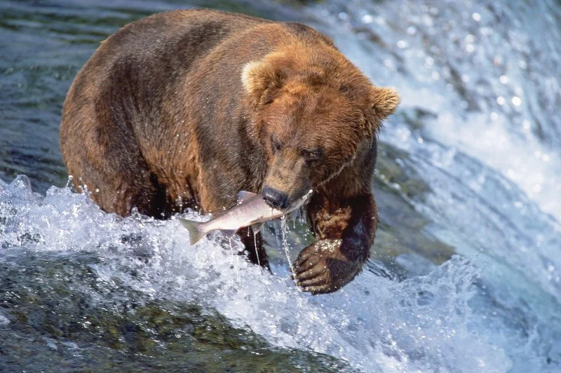 Bear in Alaska