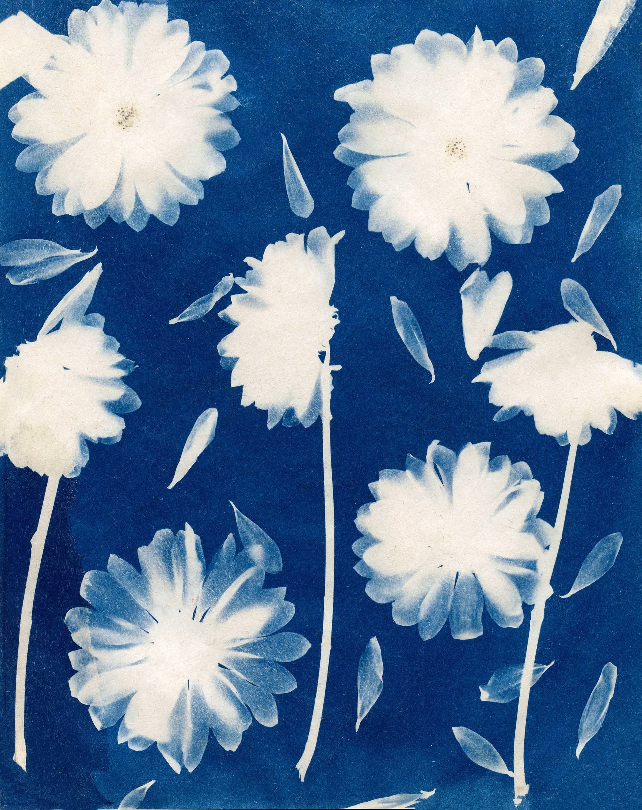 Cyanotypes
