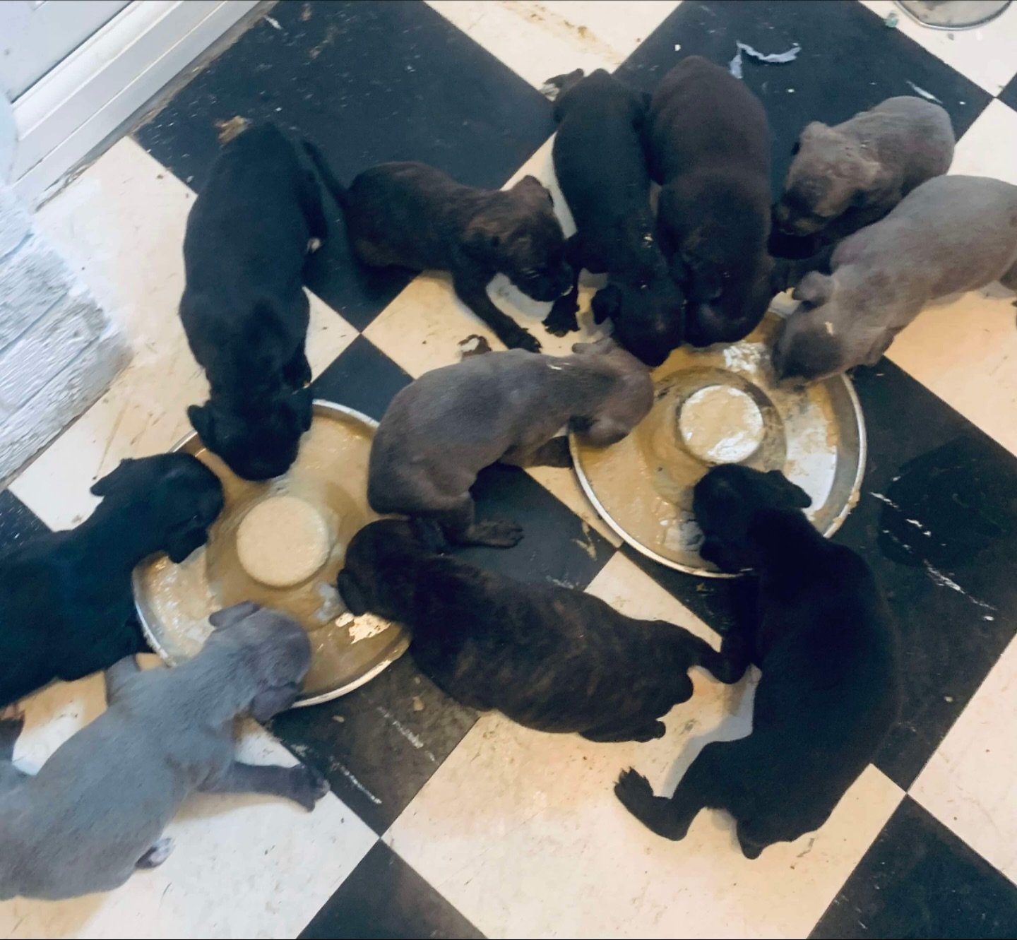 🚨 HELP NEEDED 🚨 

We currently have 12 new mouths to feed and lots cleaning up todo, we recently rescued a Staffie female named Mia and 12 of her puppies. Which we are currently weaning and we are running low on some bits and was wondering if anybo