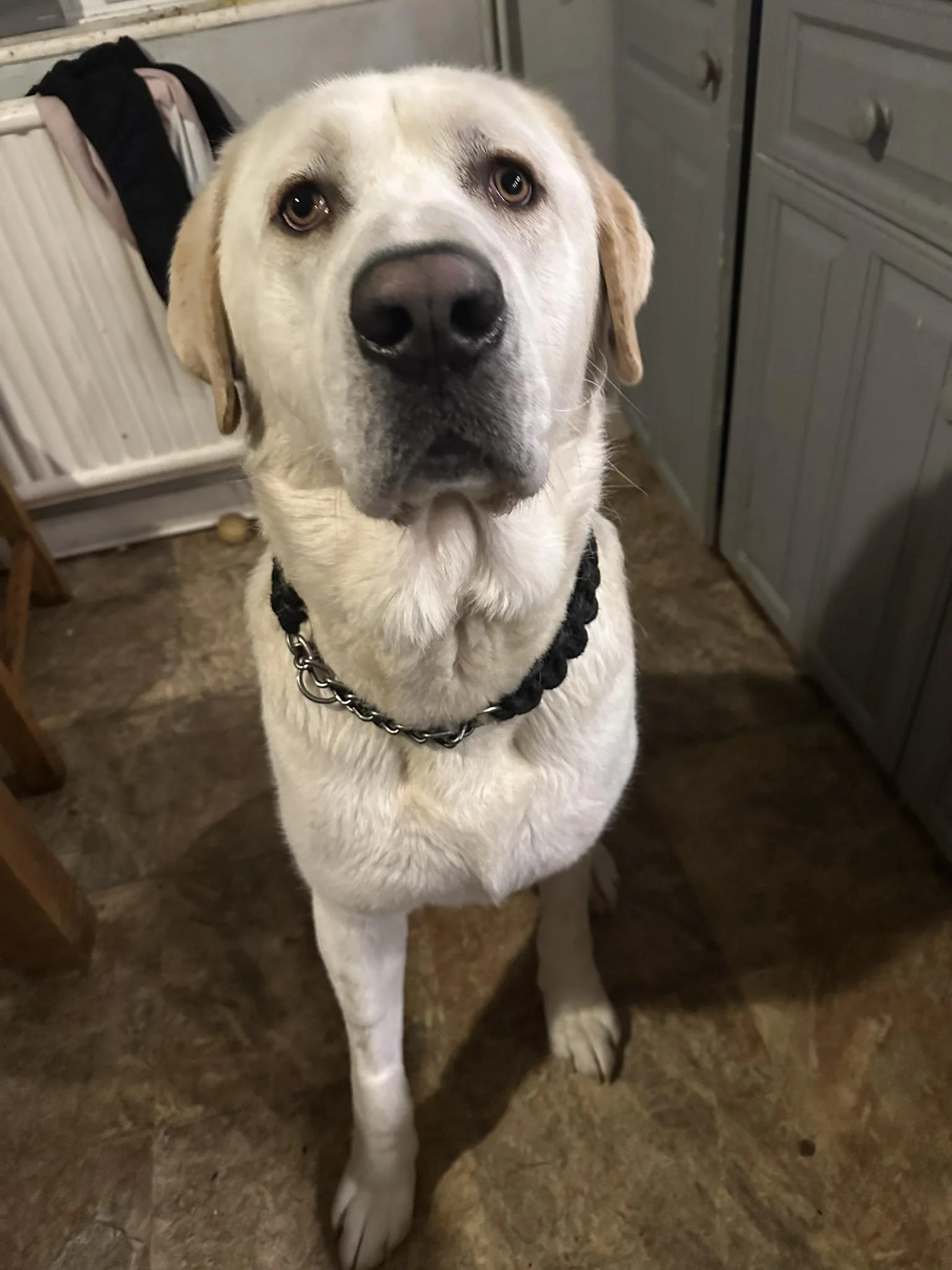 a central asian shephard looking for a new home at breeds in need