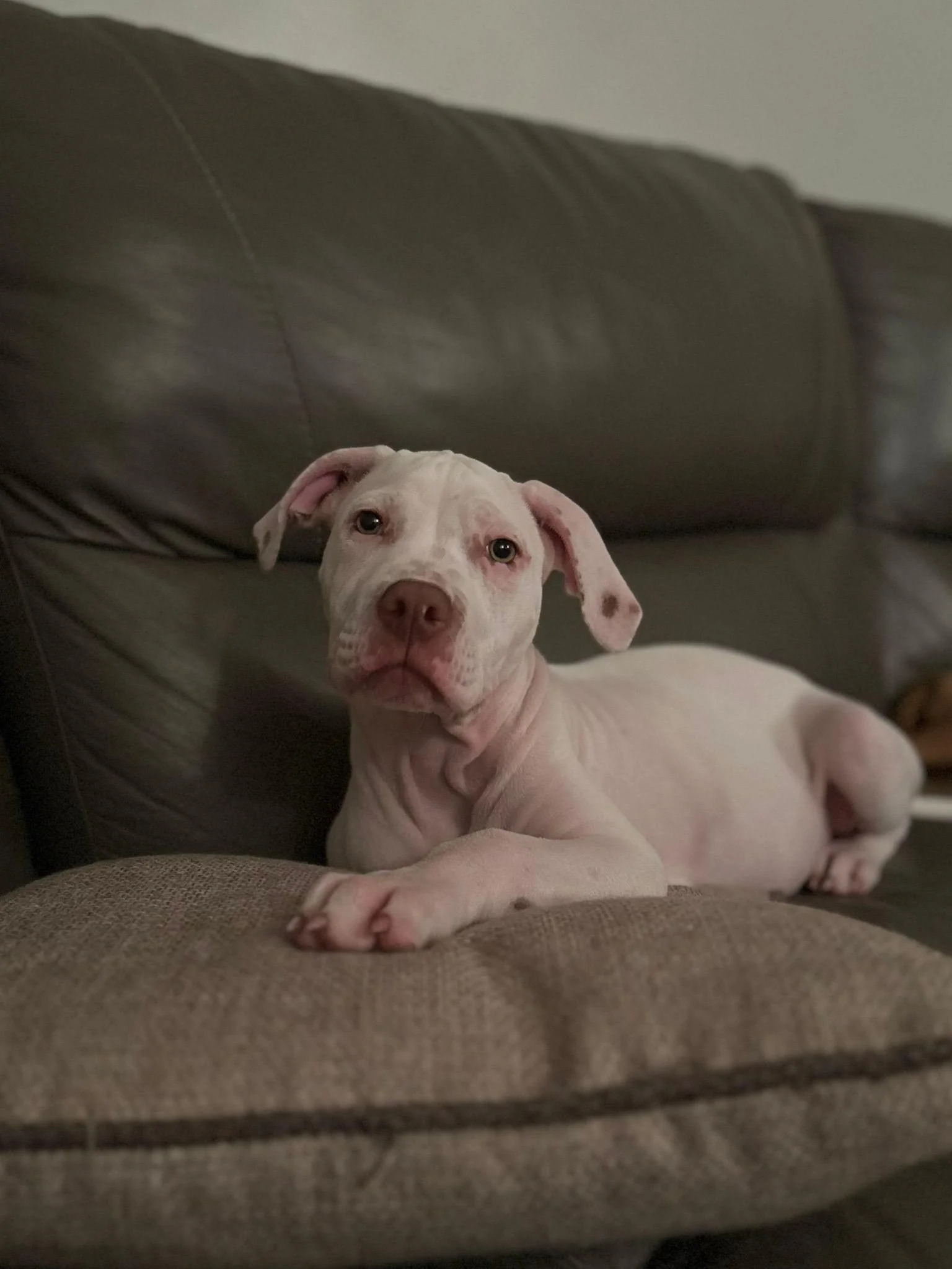 Roo — Breeds In Need