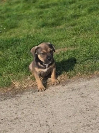 Rambo — Breeds In Need