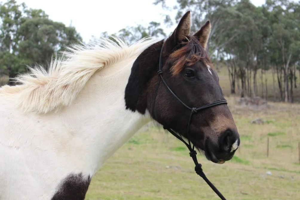 Coco - Available now on behalf of a client. (Video below👇) Rising 2yr old filly ASH x QH. Born Dec 2023. Height 15HH. $4000. Not registered but can be. ASH breeding cert. available. Sire: Kerranna Didgeridoo. Dam: QH Paint mare (unregistered). Coco 