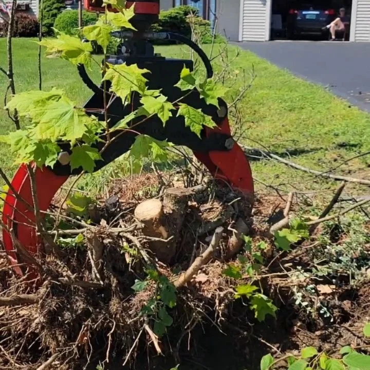 Another fun day doing trees!