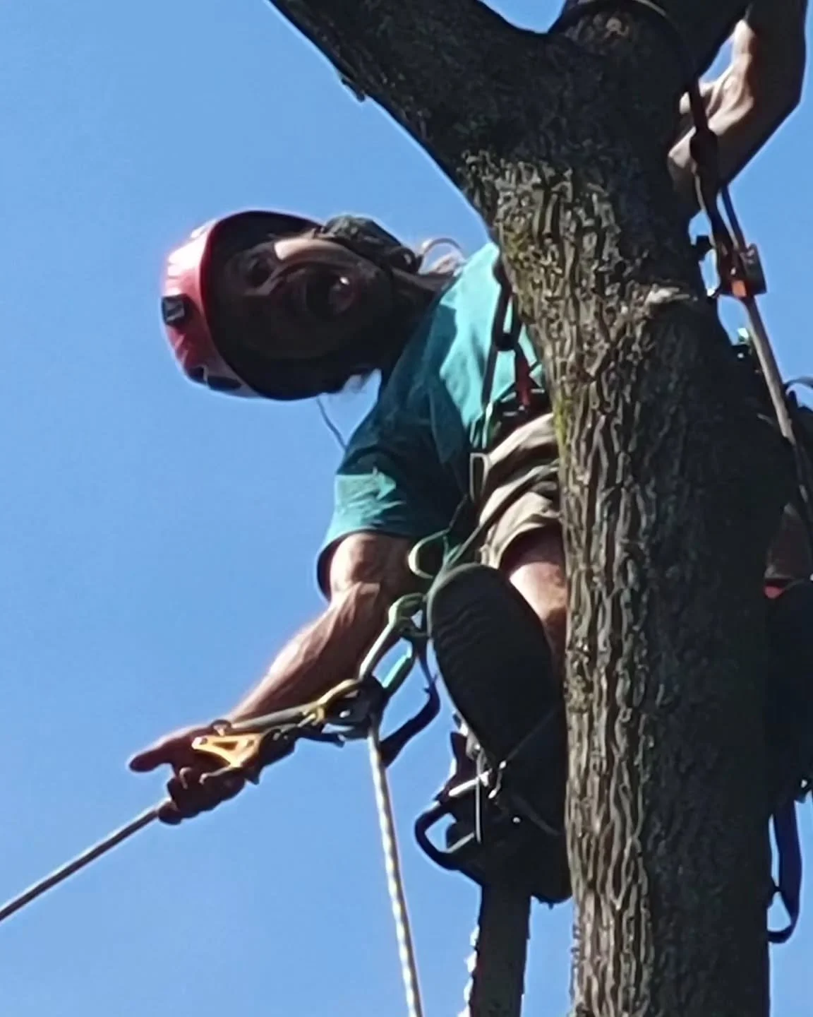 This box elder was well loved but being shaded out by trees to the south caused it to reach long over the house.

Box elders are expert leaners but they also have no problem shedding big limbs because of it. Maples can grow up in this space and and b