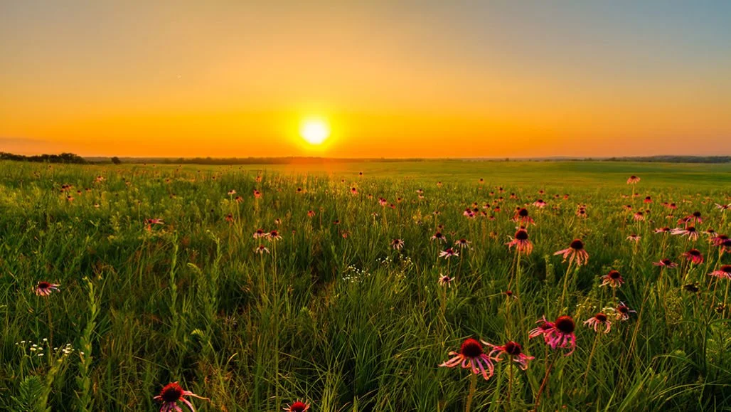 The Hidden Power of Grasslands: Why Prairies Matter as Much as Forests