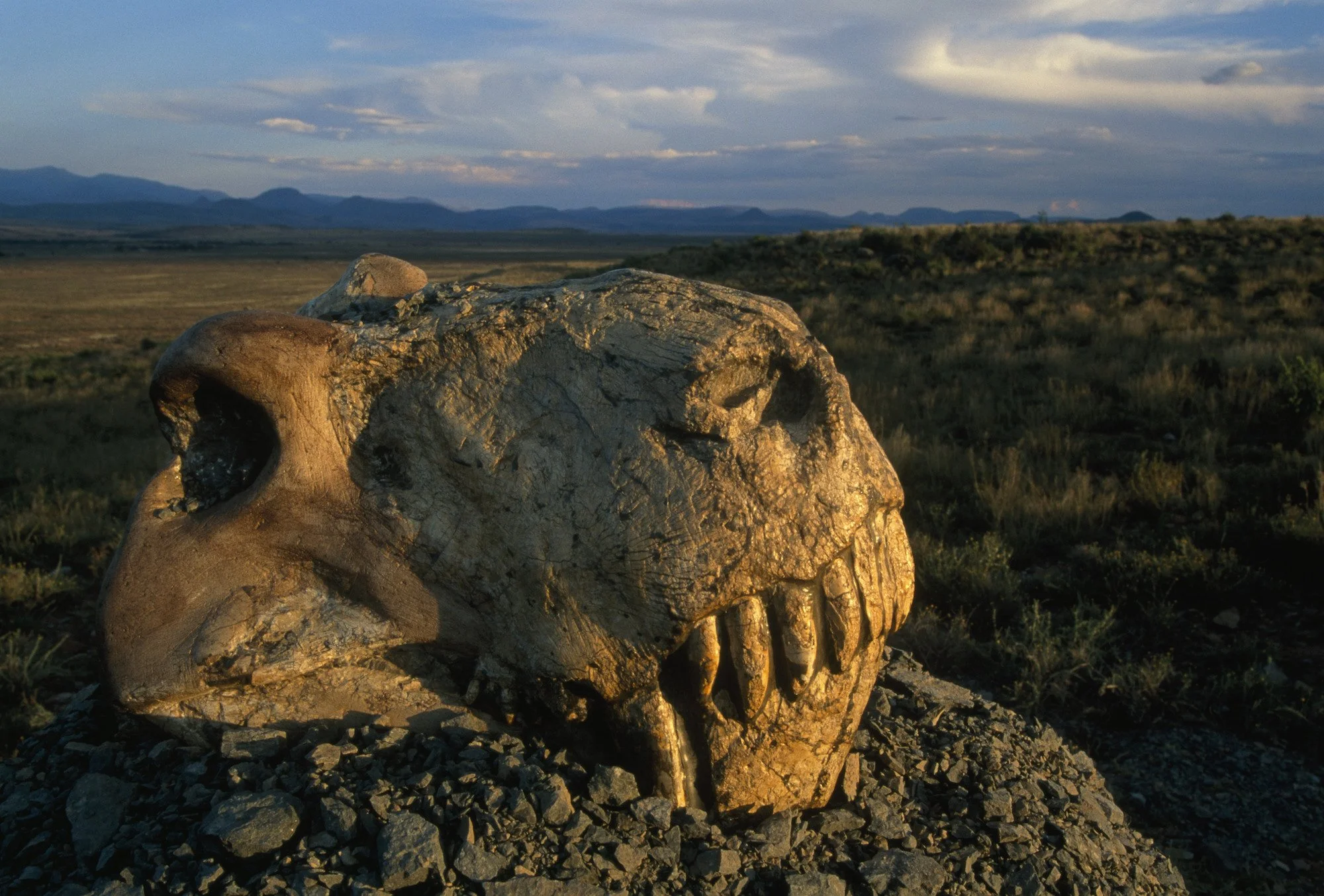Biodiversity Under Threat: Understanding the Modern Mass Extinction