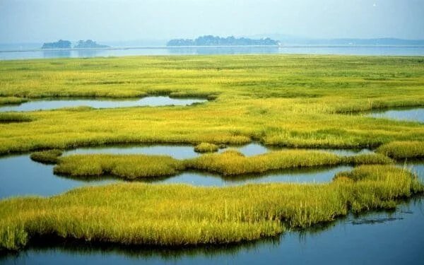 The Role of Wetlands, Marshes, and Peatlands in Climate Mitigation