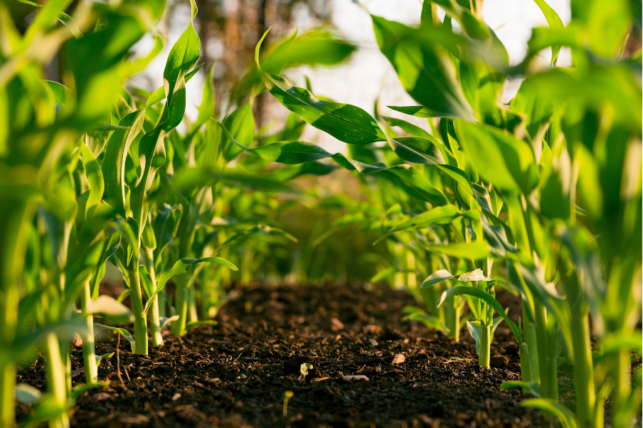 The Hidden World of Soil Health: Why Healthy Soil Is Key to a Healthy Planet
