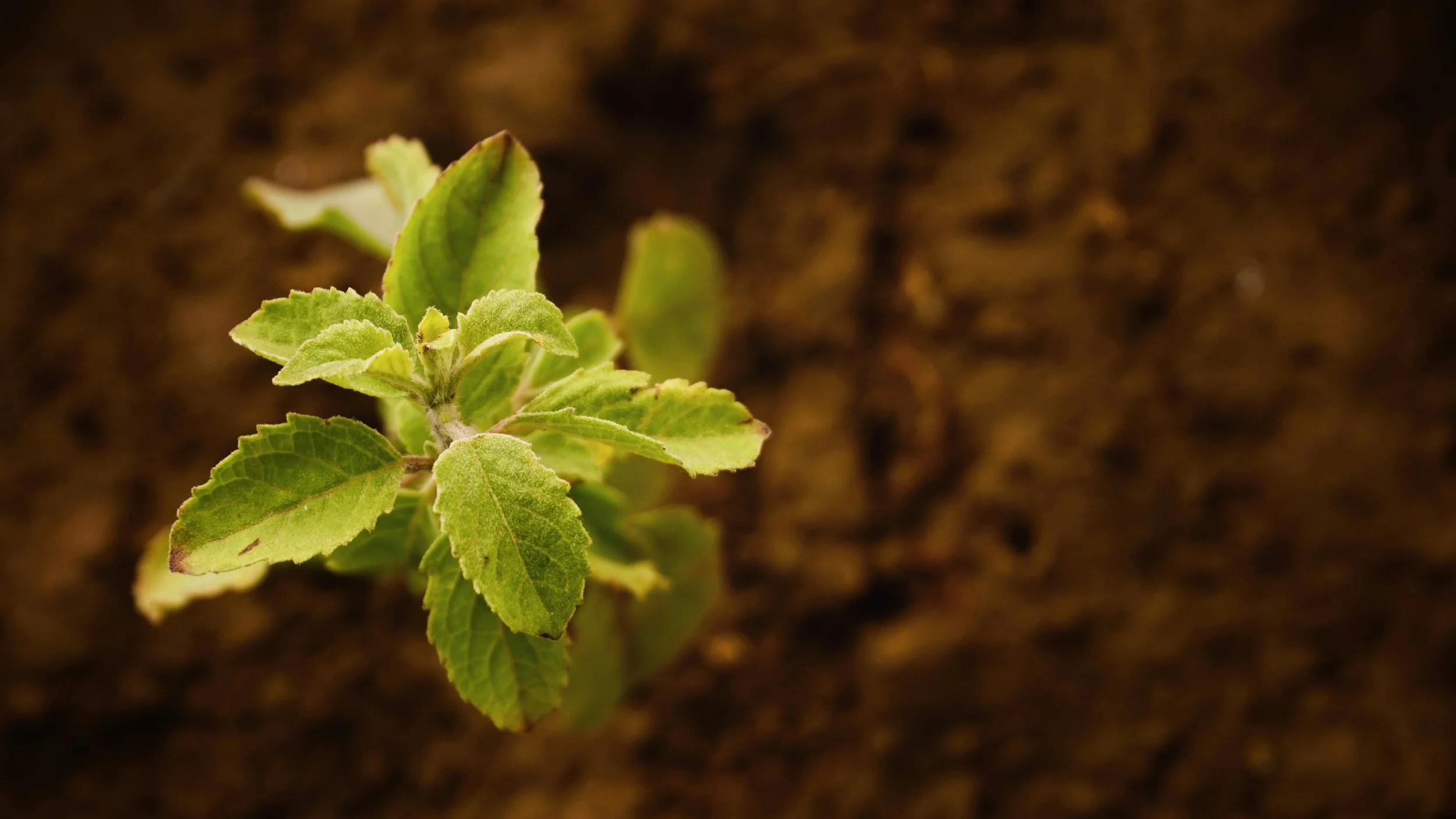 The Secret Life of Soil: Why Healthy Dirt Is the Foundation of Our Future