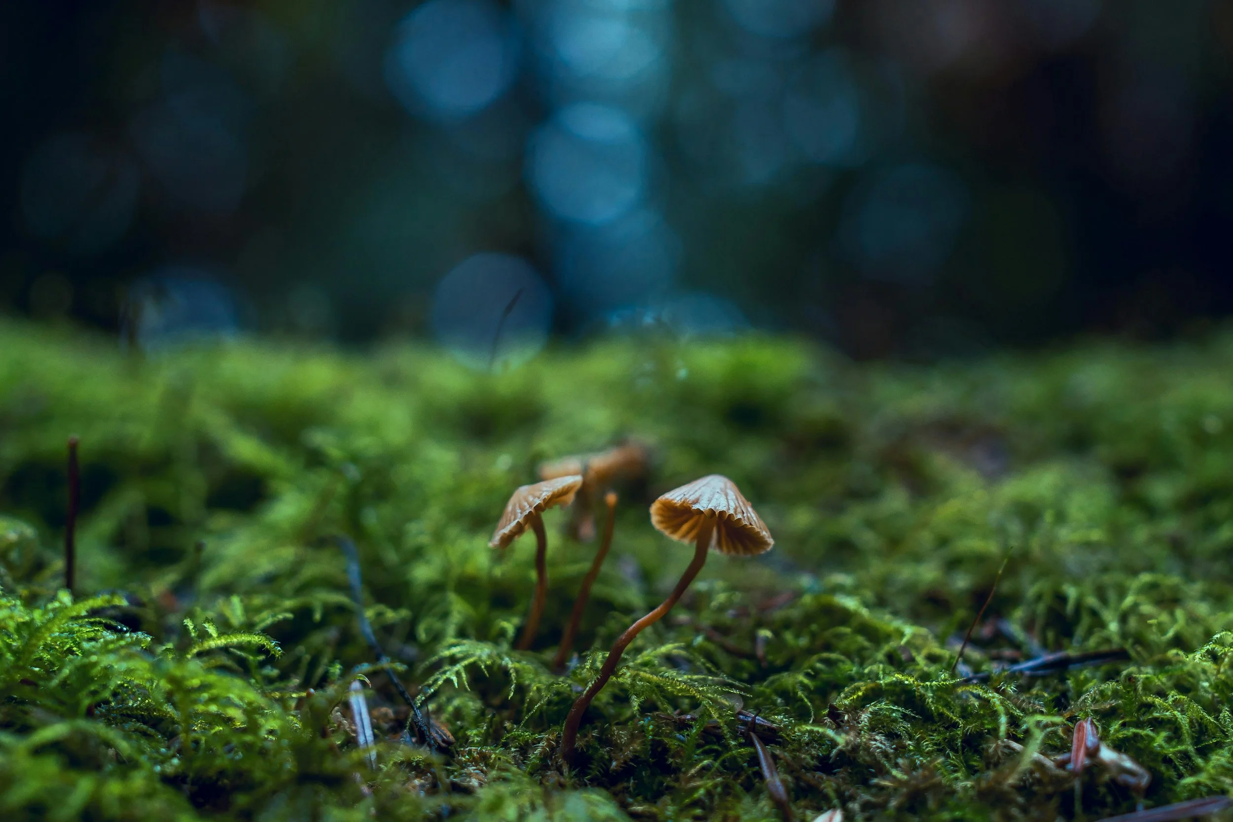 The Hidden Importance of Fungi: How Mushrooms Hold Ecosystems Together